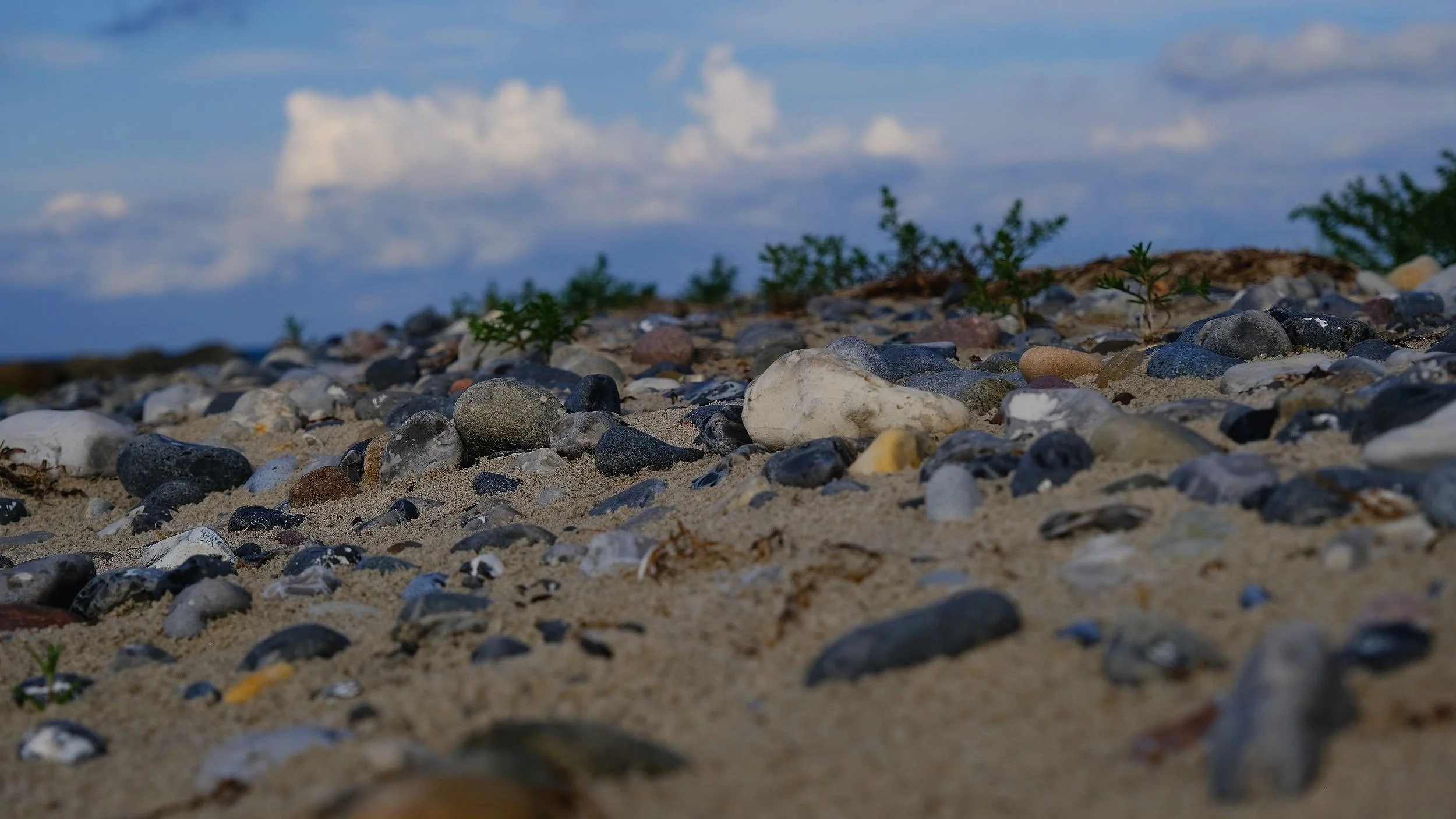 DSCF8782.jpg