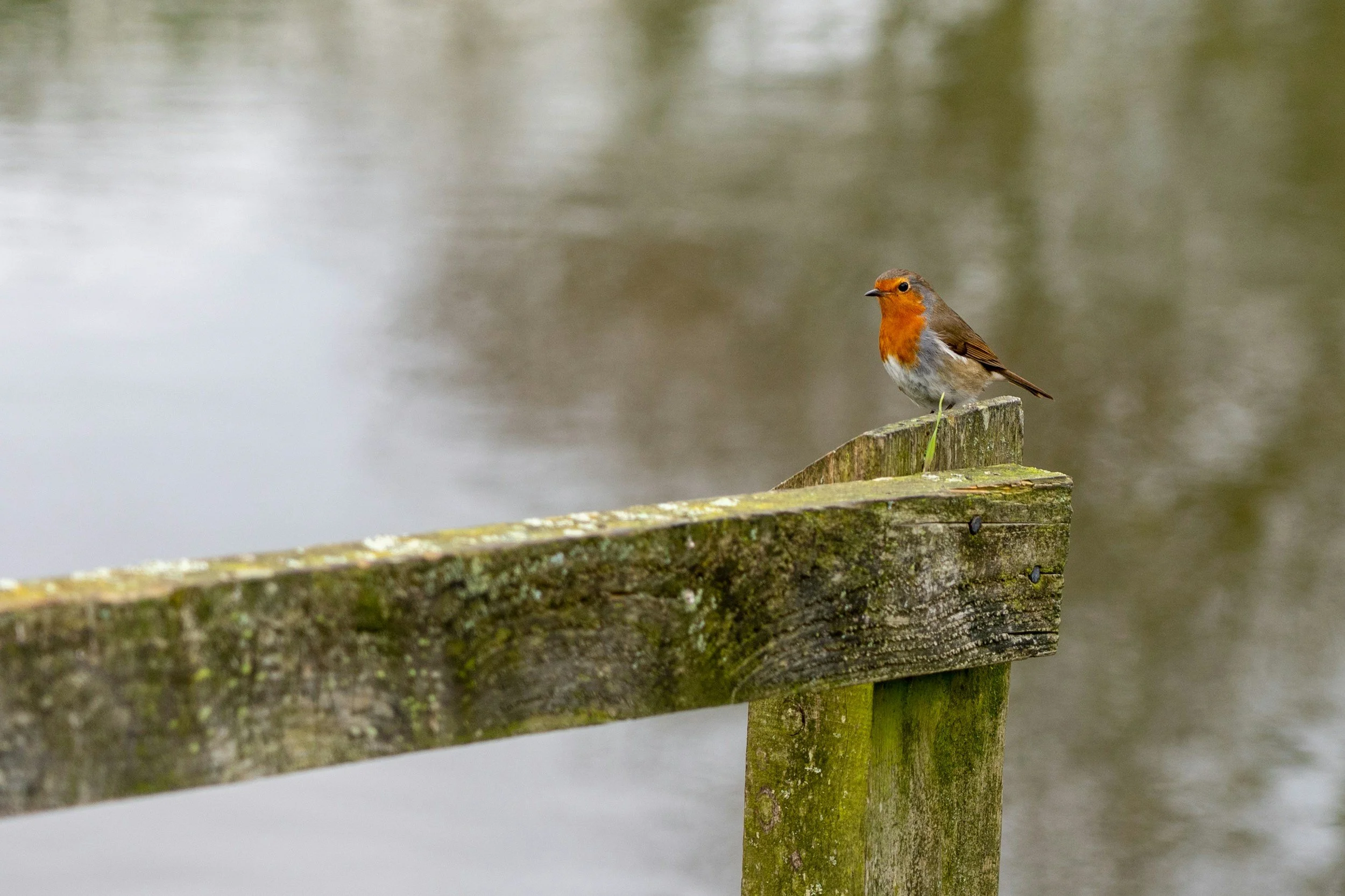 Robin on a fence