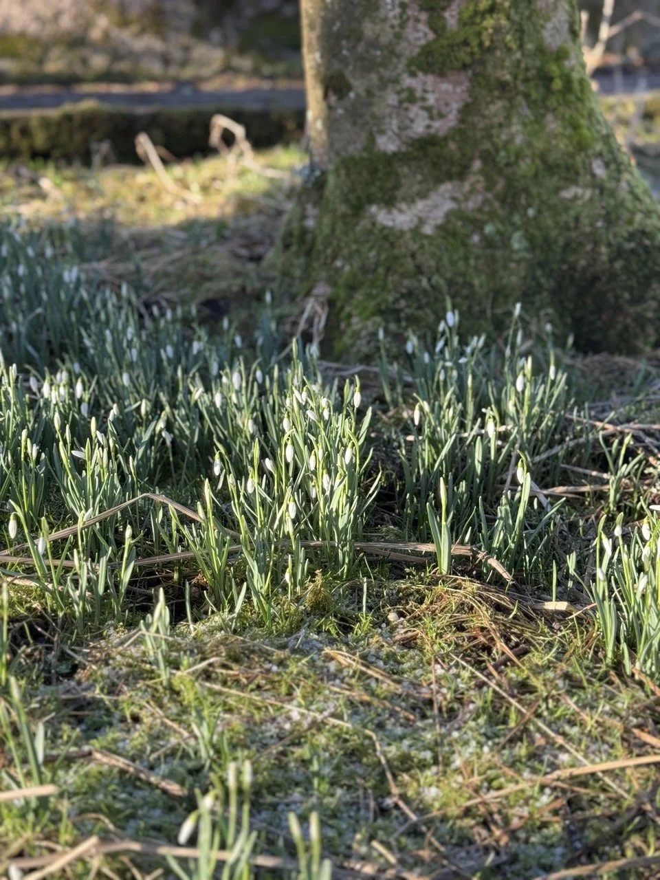 IMG_0038 2 Large.jpeg