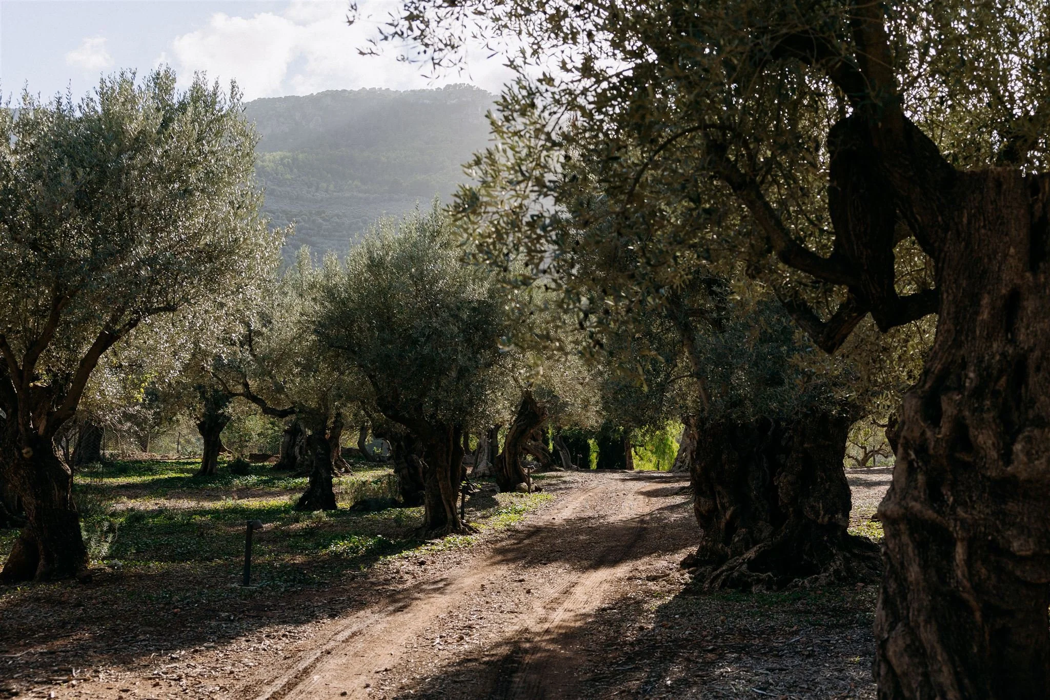 Olive groves woodland path