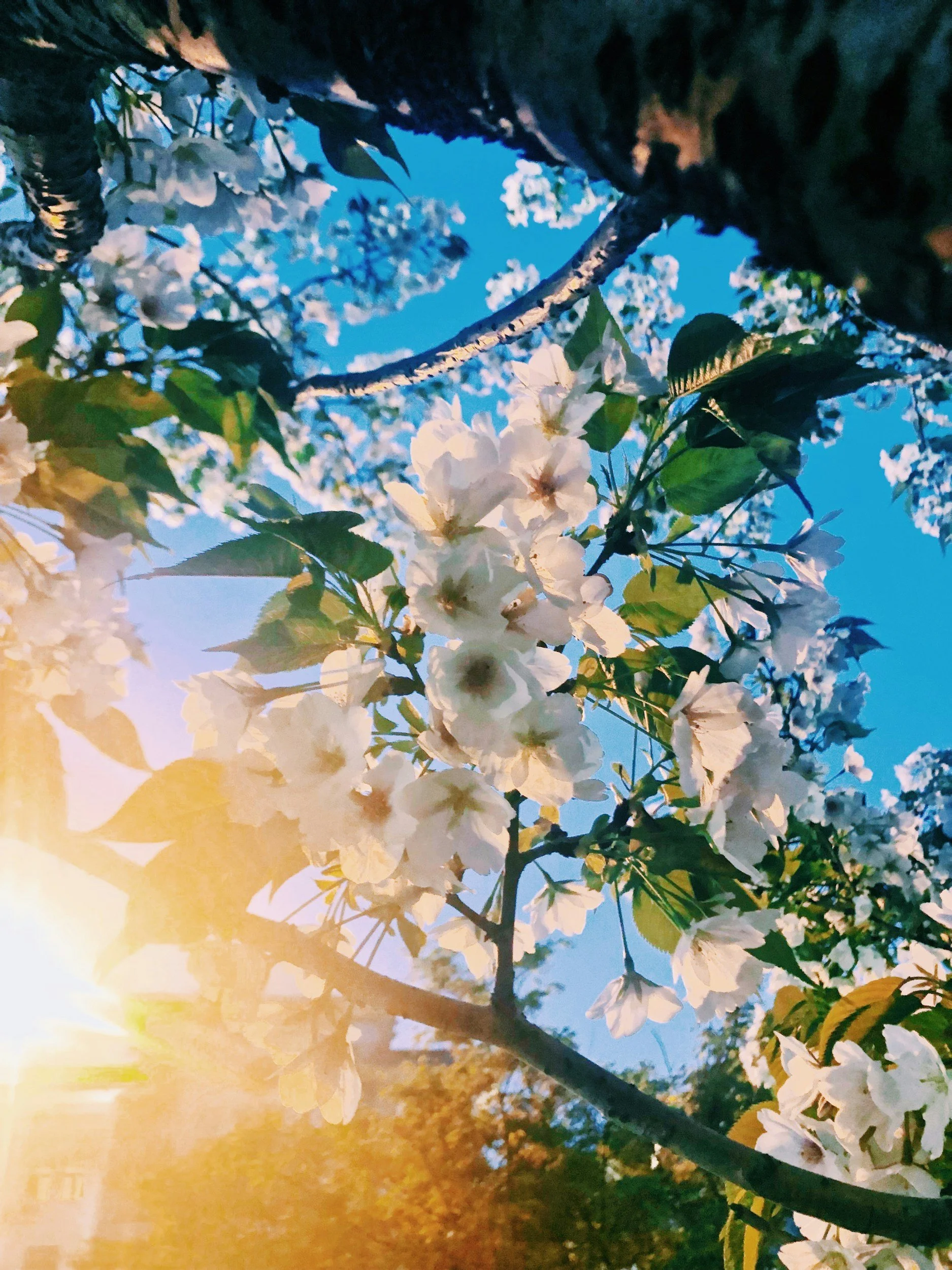 Holistic Self Care Rituals for Sustainable Health and Vitality