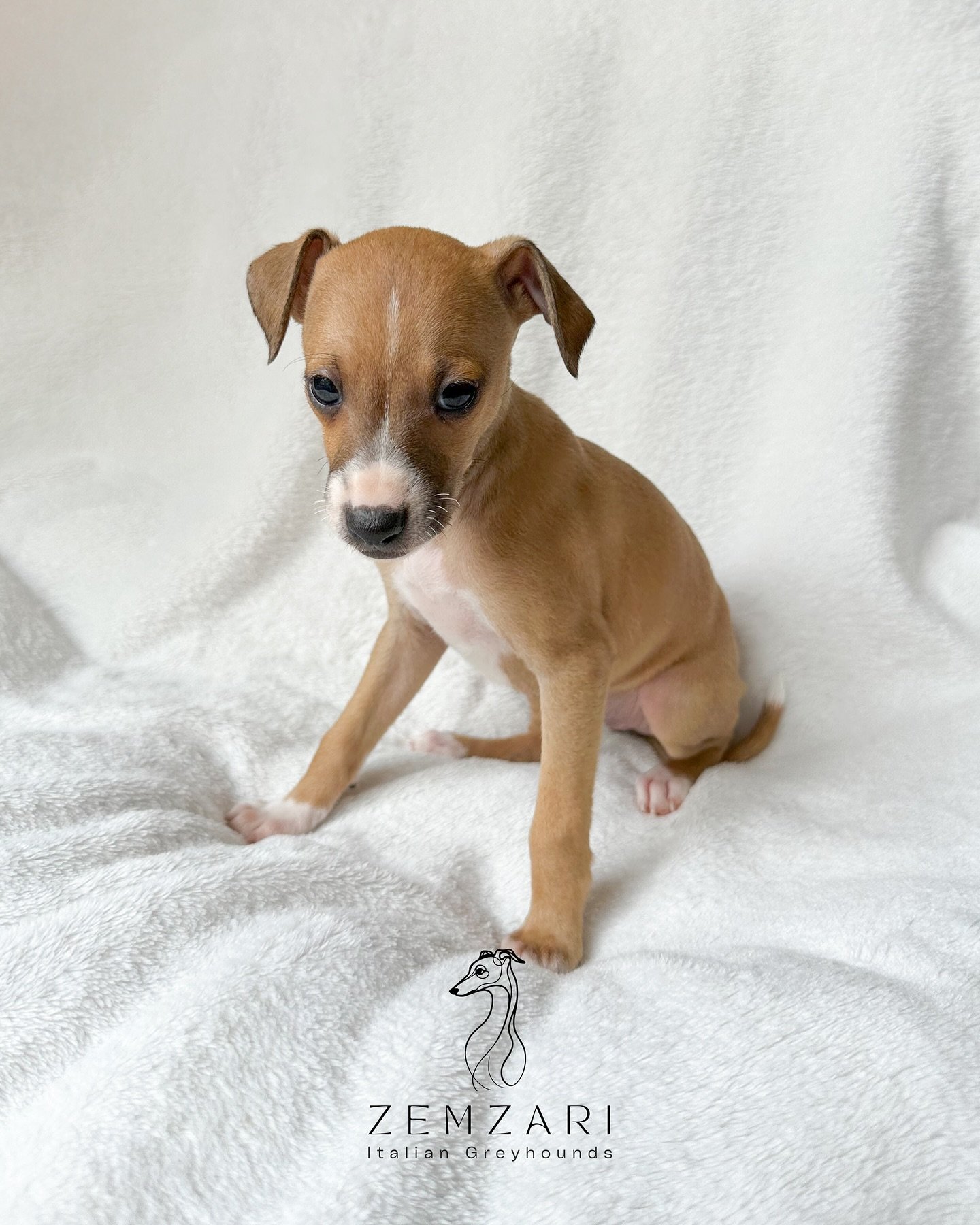 Inara 🩷 Attempted some of the older pups&hellip;. They are hard to capture on my phone now, they move around a lot 😂 6 weeks old today