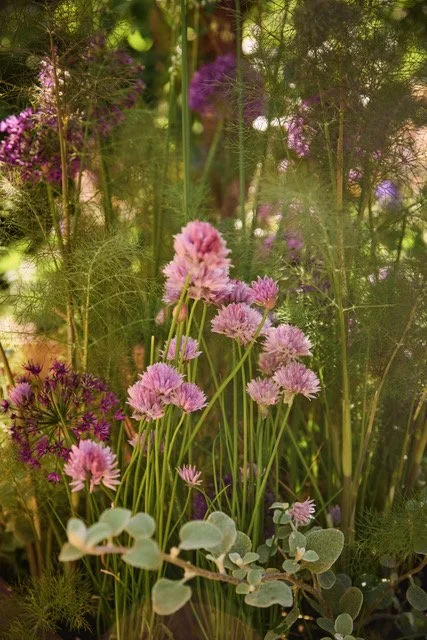 Various pink and purple flowers with green foliage in a garden or natural setting.