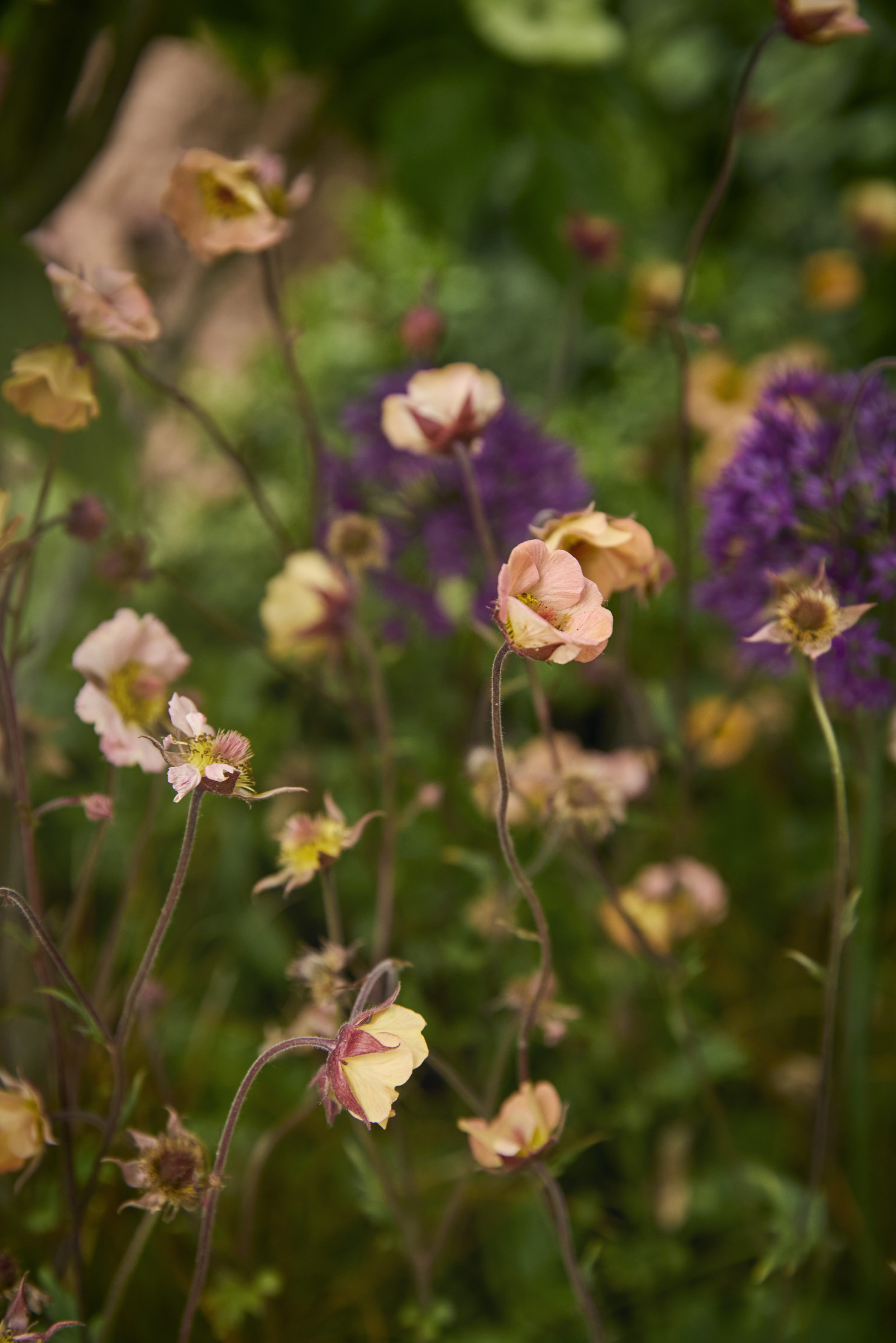 Close-up of small pink and purple flowers with green foliage in the background.