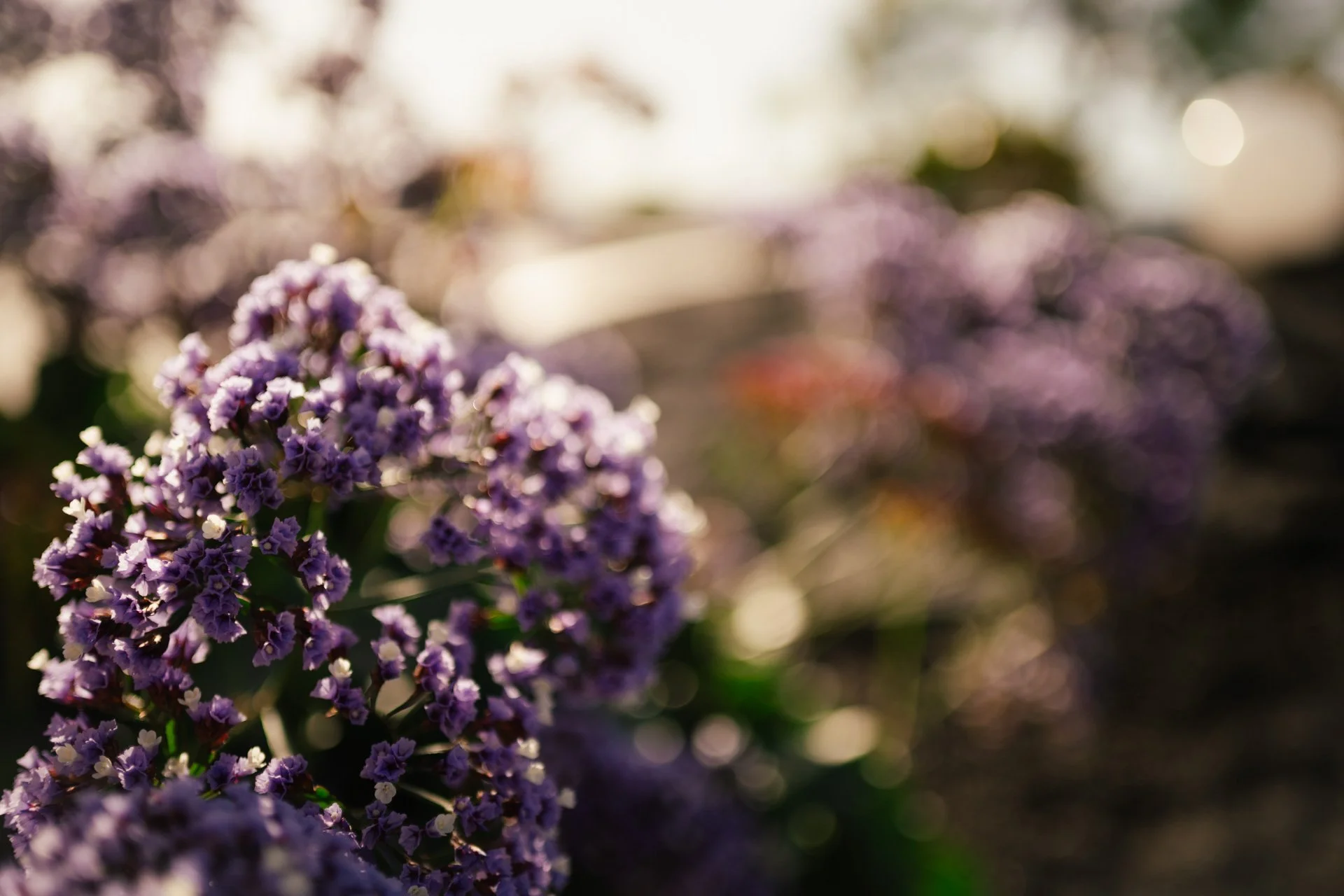 Summer Morning Retreat: A Practice of Wholeness