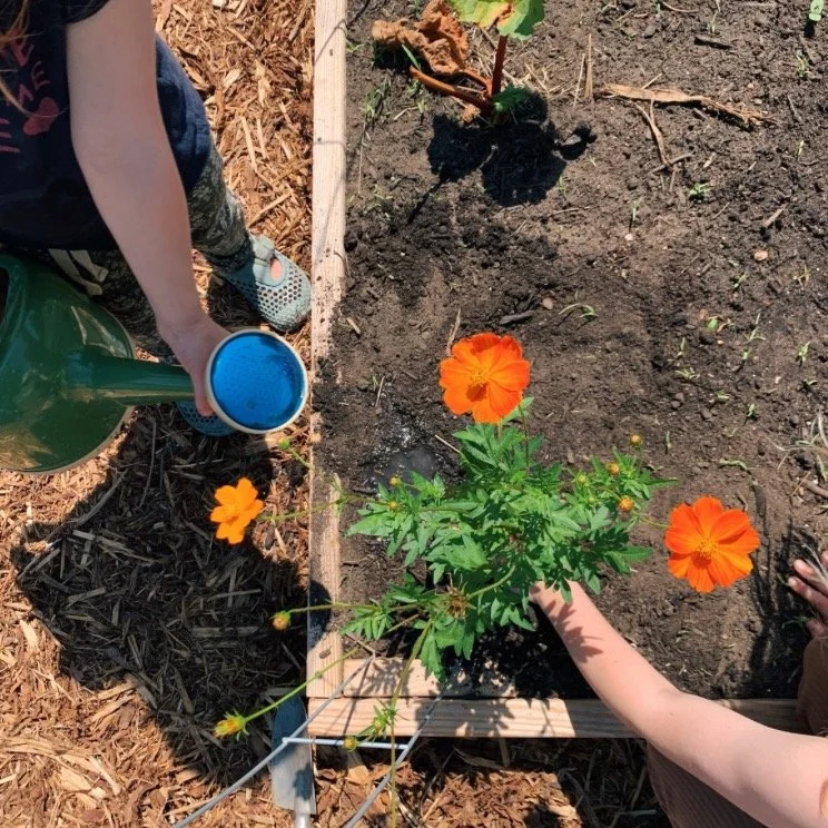 🌻The 8th Annual Plant Sale pre-order is live! For 45 years, teachers at the Minnesota Waldorf School have nurtured a deep love for the earth. From the magic of the forest, the veggie patches, to the visiting Monarchs or a lone 150-year-old Oak Tree.