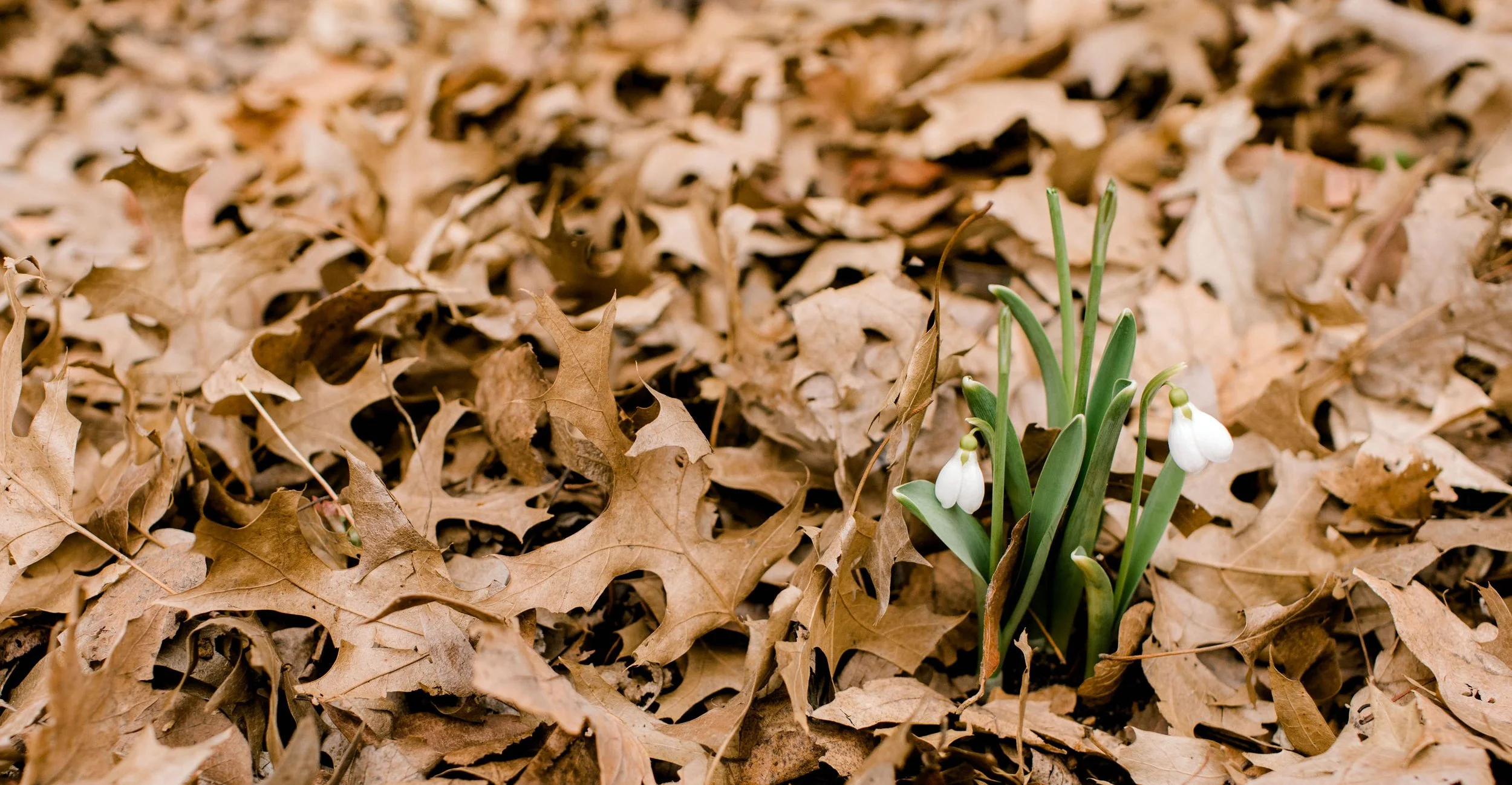 Spring Growing Together Session MONDAYS: 1-3 Years Old | April 13-May 18, 2026 | 9:30-11:30am