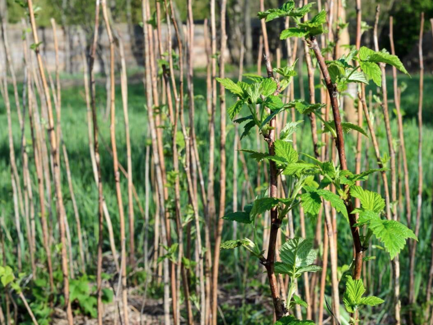 Raspberry Cane