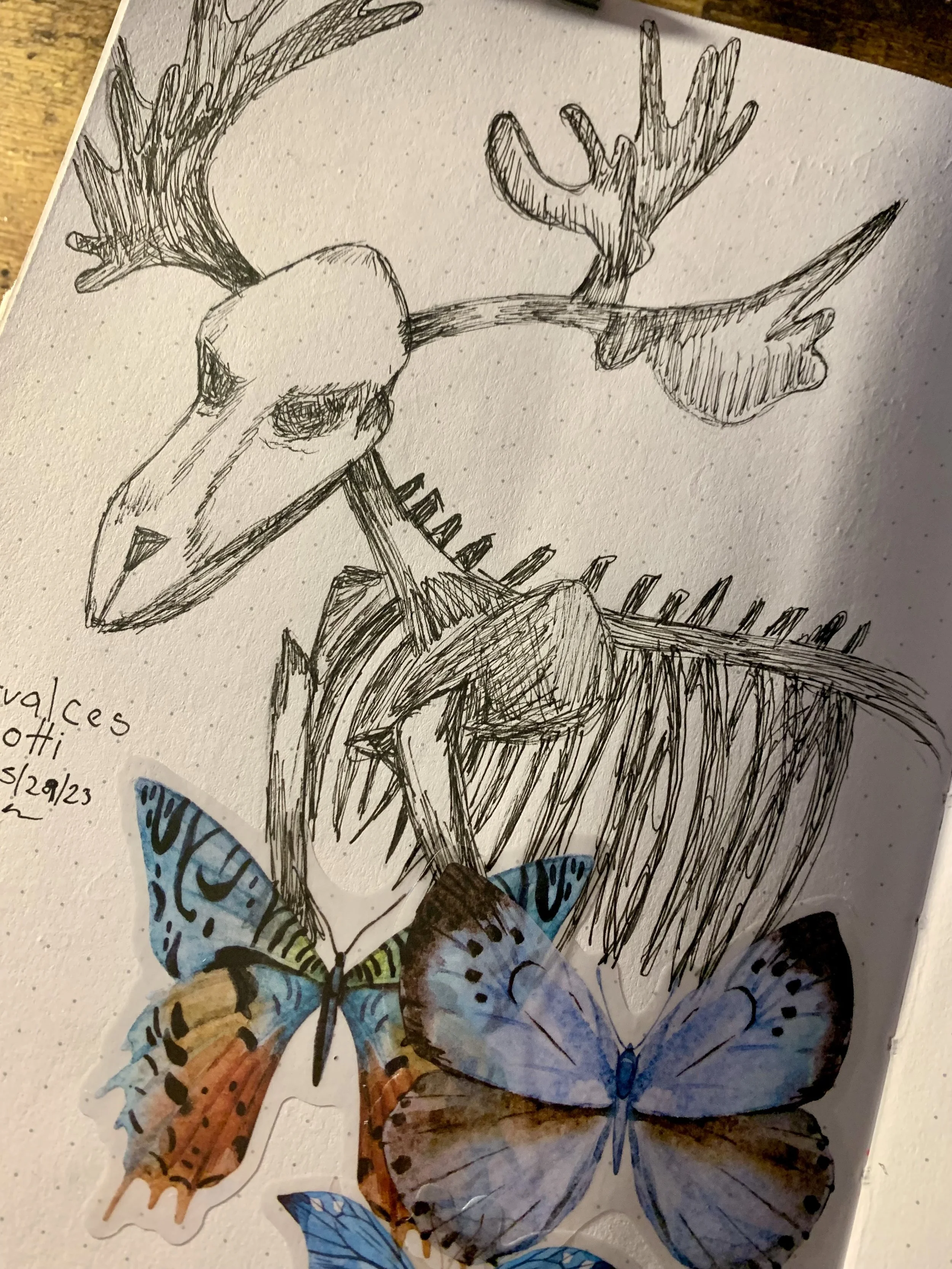 Illustration of a stag moose (cervalces scotti).