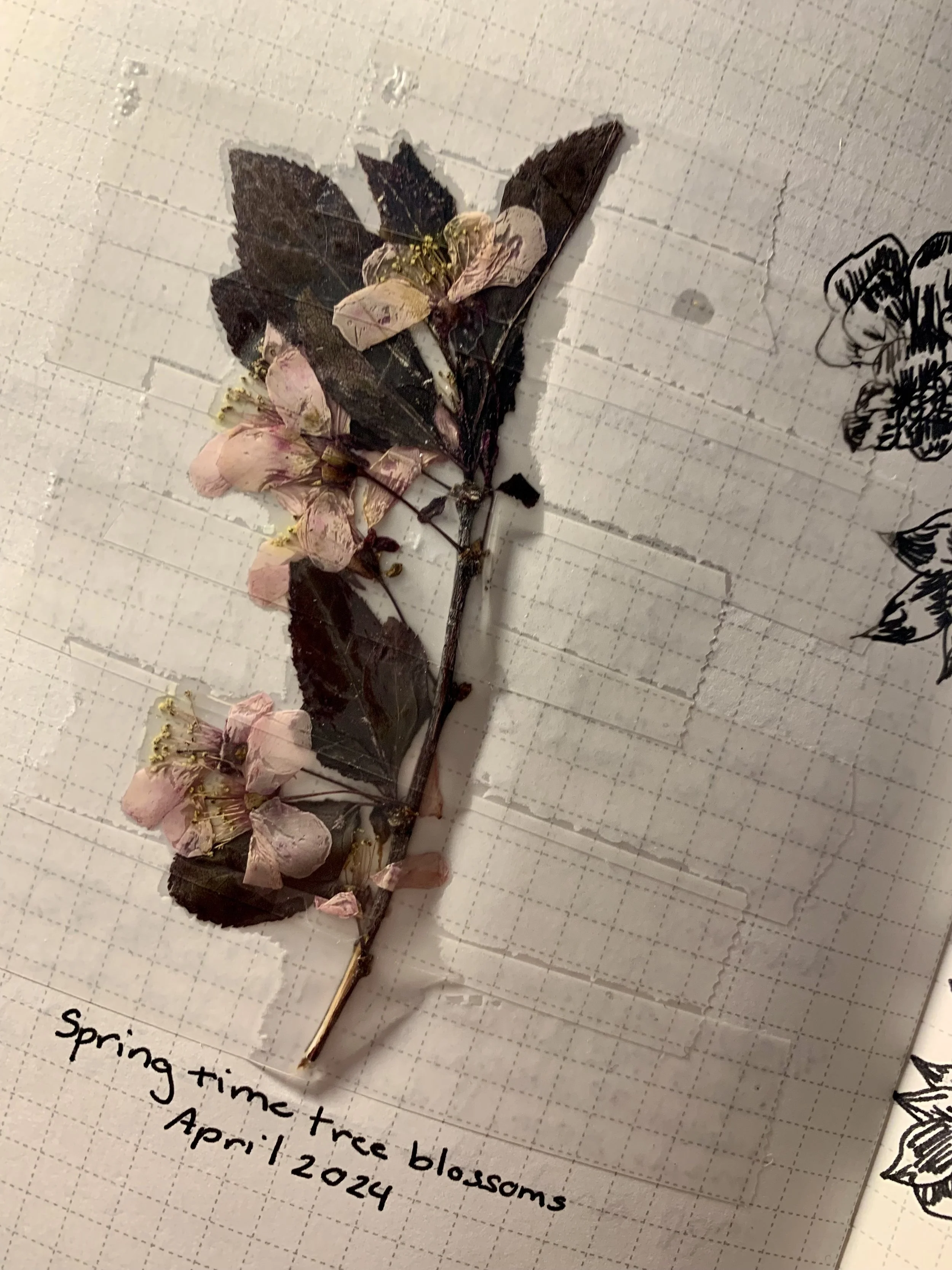 Pressed spring blossoms.