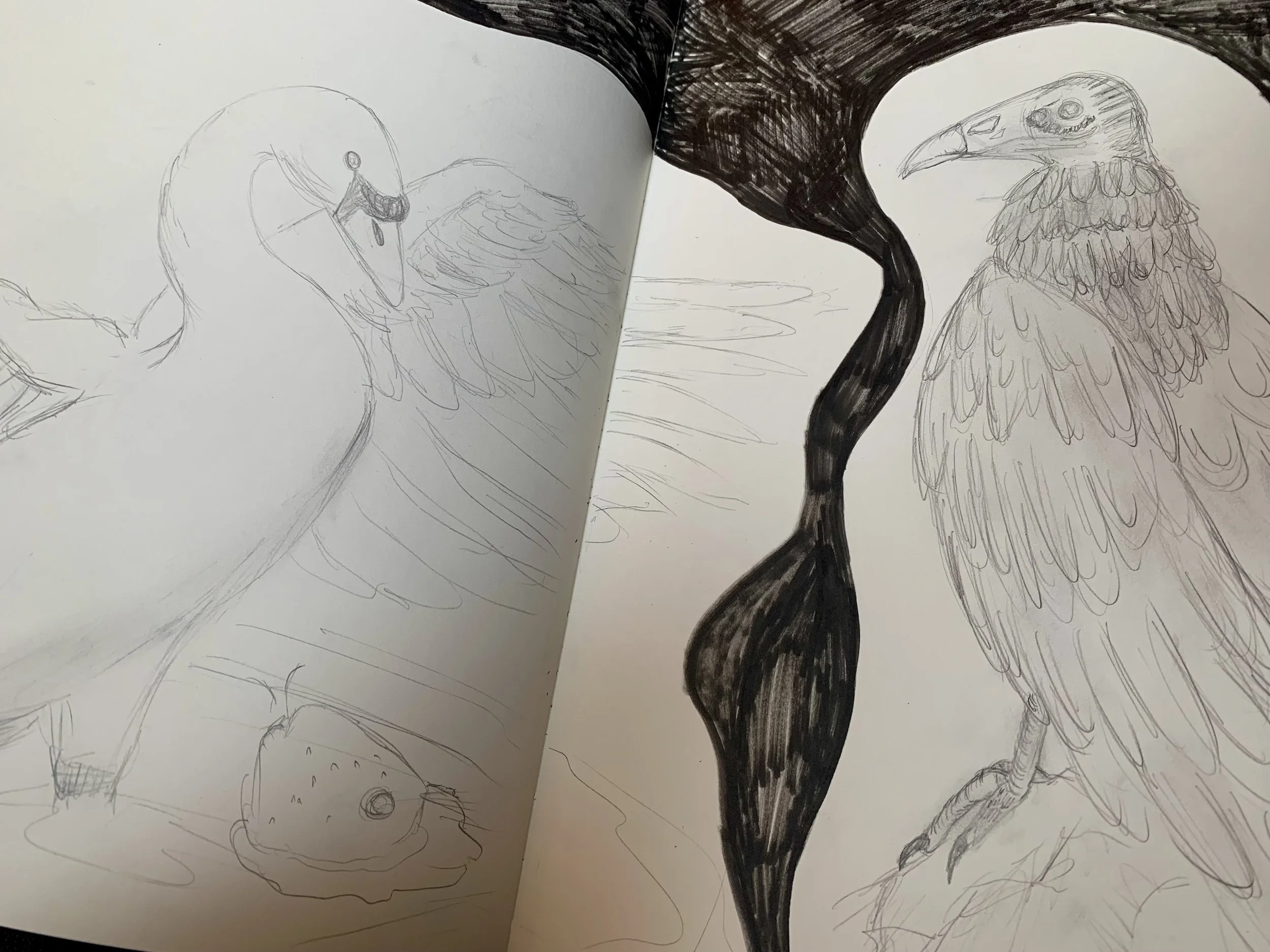 Pencil sketch depicting a swan and a turkey vulture.