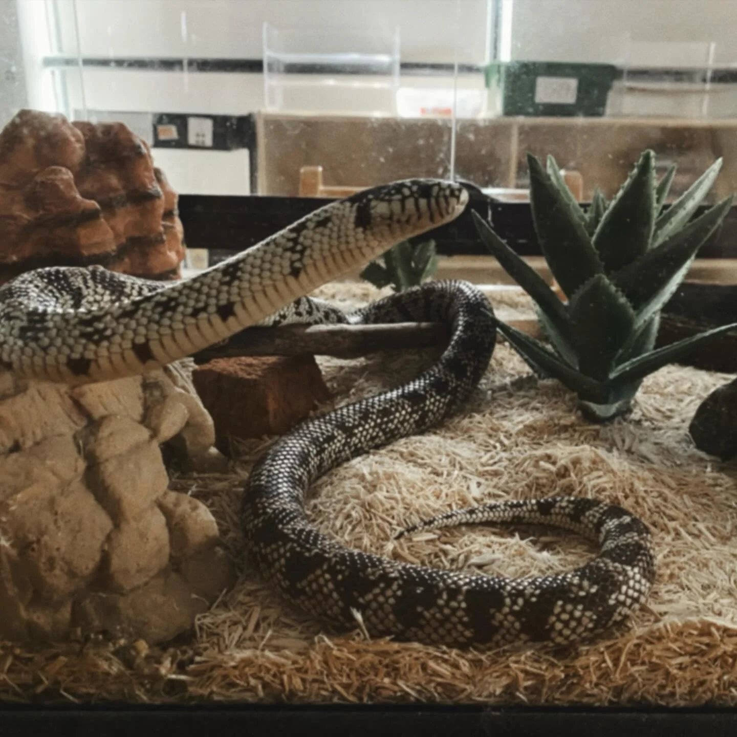 We had a special visitor today as we discuss Pond Life! Meet Louise, Ms. Adrien&rsquo;s 9-year old Banana California King Snake 🐍