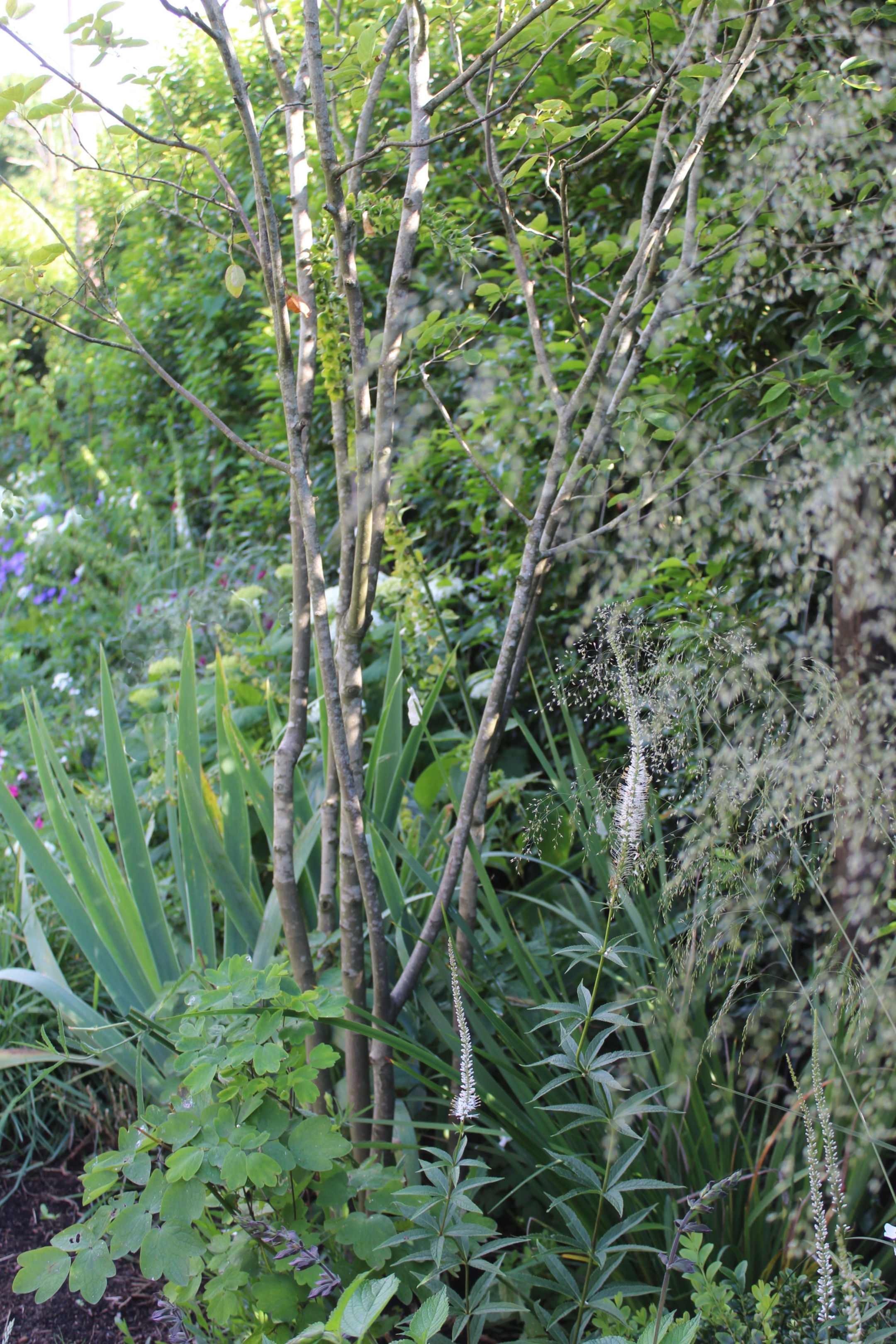 Garden design buckhinghamshire