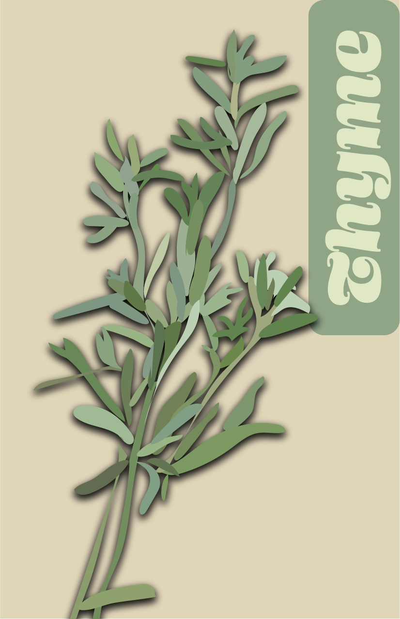 digital illustration of a thyme plant - created for a mini zine with Wacom and Adobe Illustrator