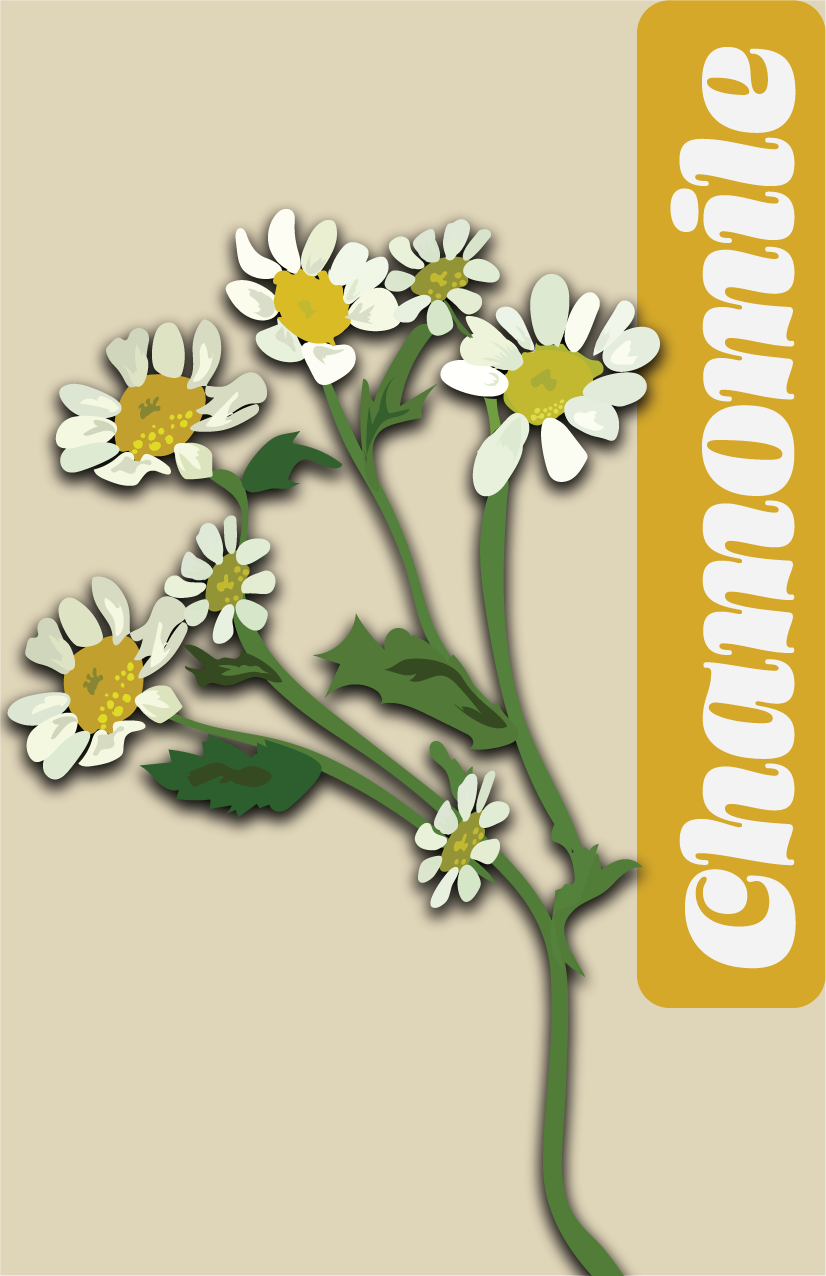 Digital illustration of a chamomile plant - created for a mini zine with Wacom and Adobe Illustrator