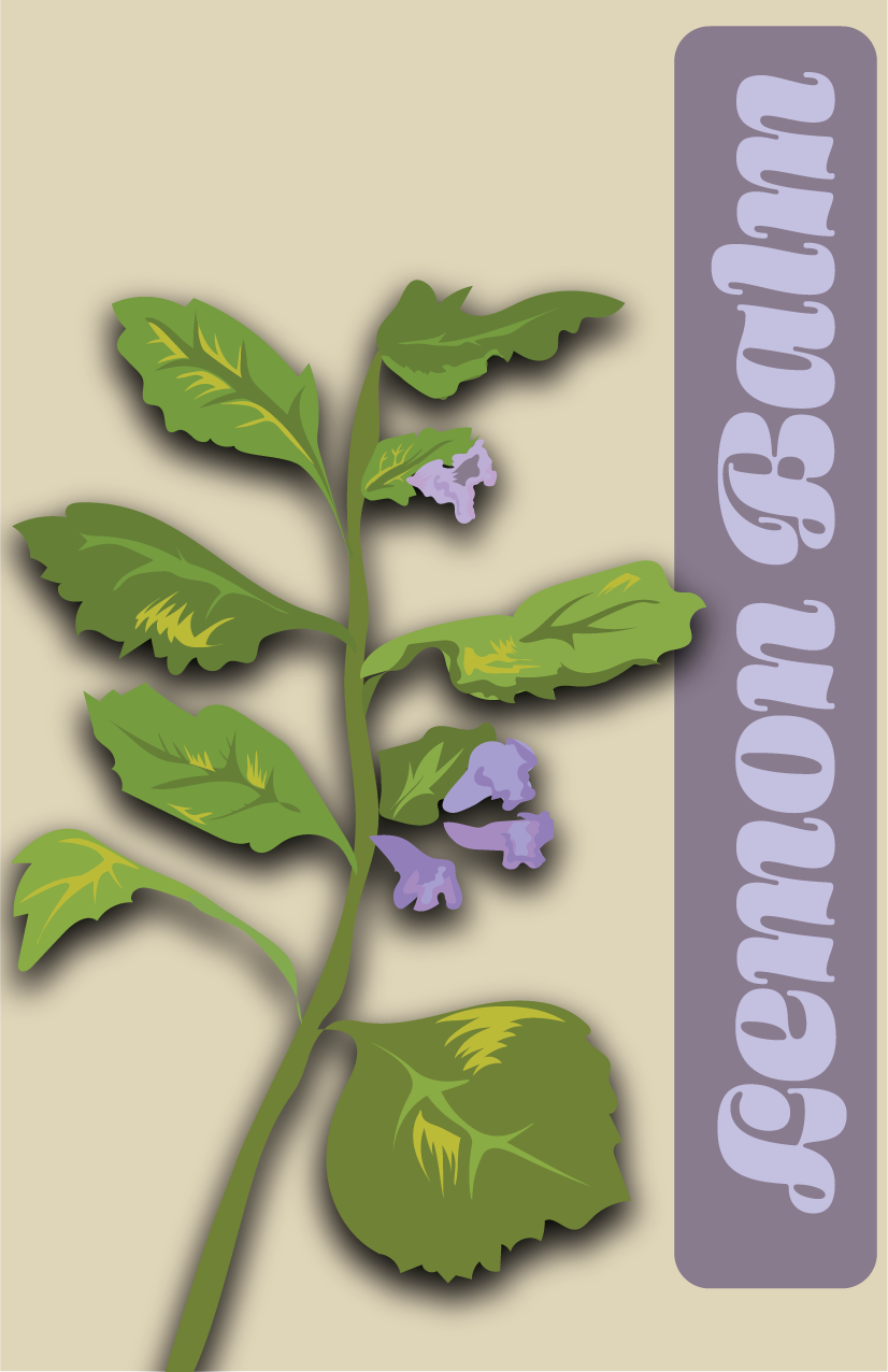 Digital illustration of a lemon balm plant - created for a mini zine with Wacom and Adobe Illustrator