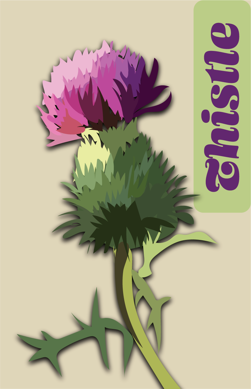 Digital illustration of a thistle flower - created for a mini zine with Wacom and Adobe Illustrator