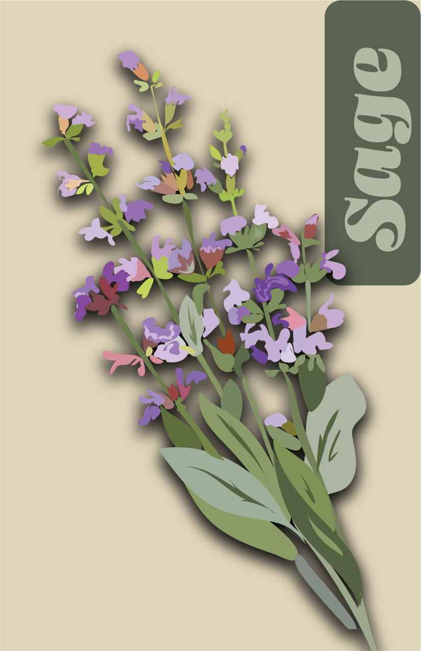 Digital Illustration of a sage plant - created for a mini zine with Wacom and Adobe Illustrator