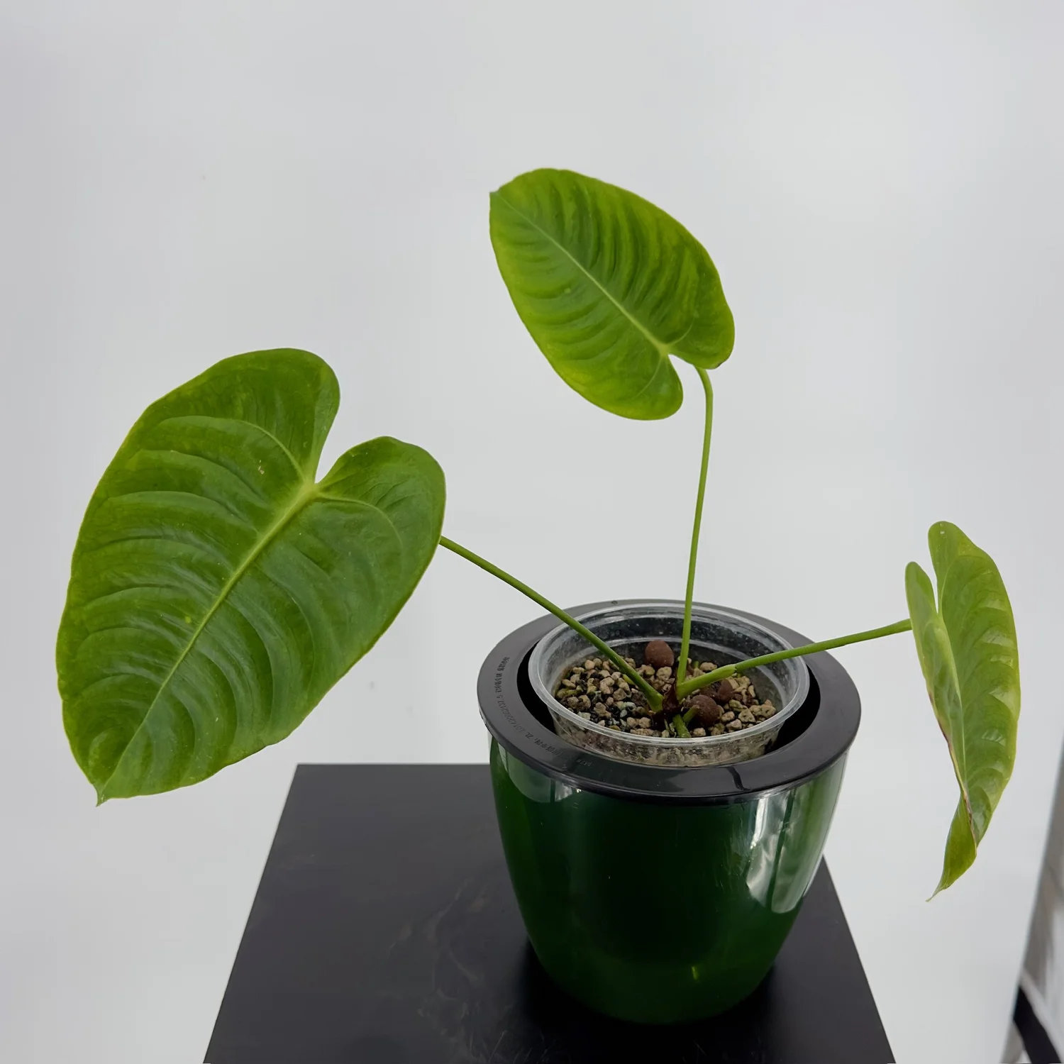 Anthurium Veitchii  Doctored Plants