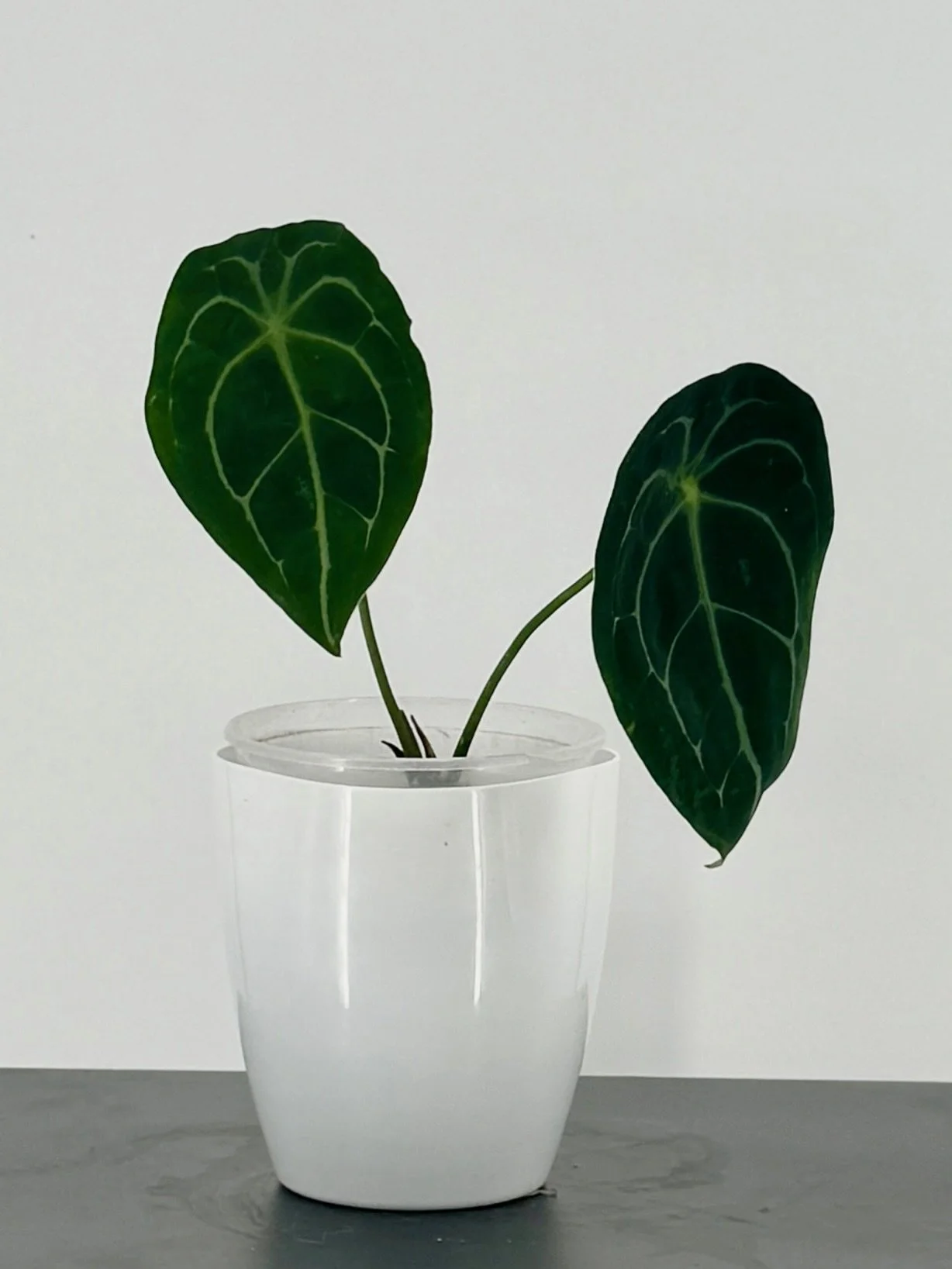 Anthurium Forgetti  Doctored Plants