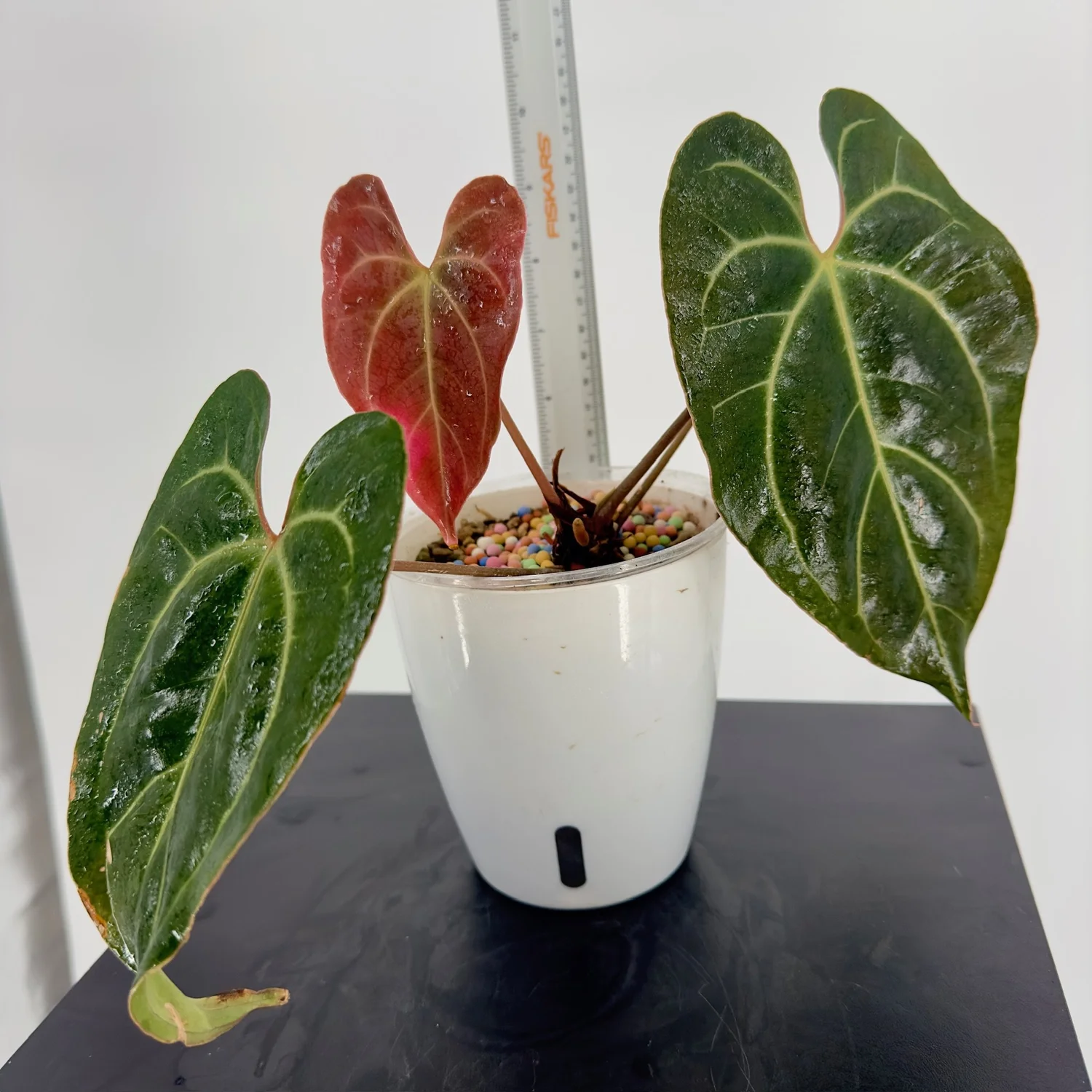 Anthurium Besseae Aff  Doctored Plants