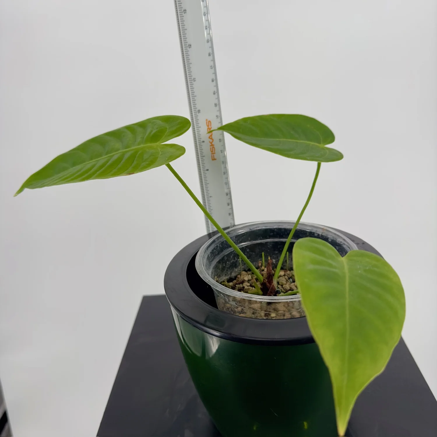 Anthurium Veitchii  Doctored Plants
