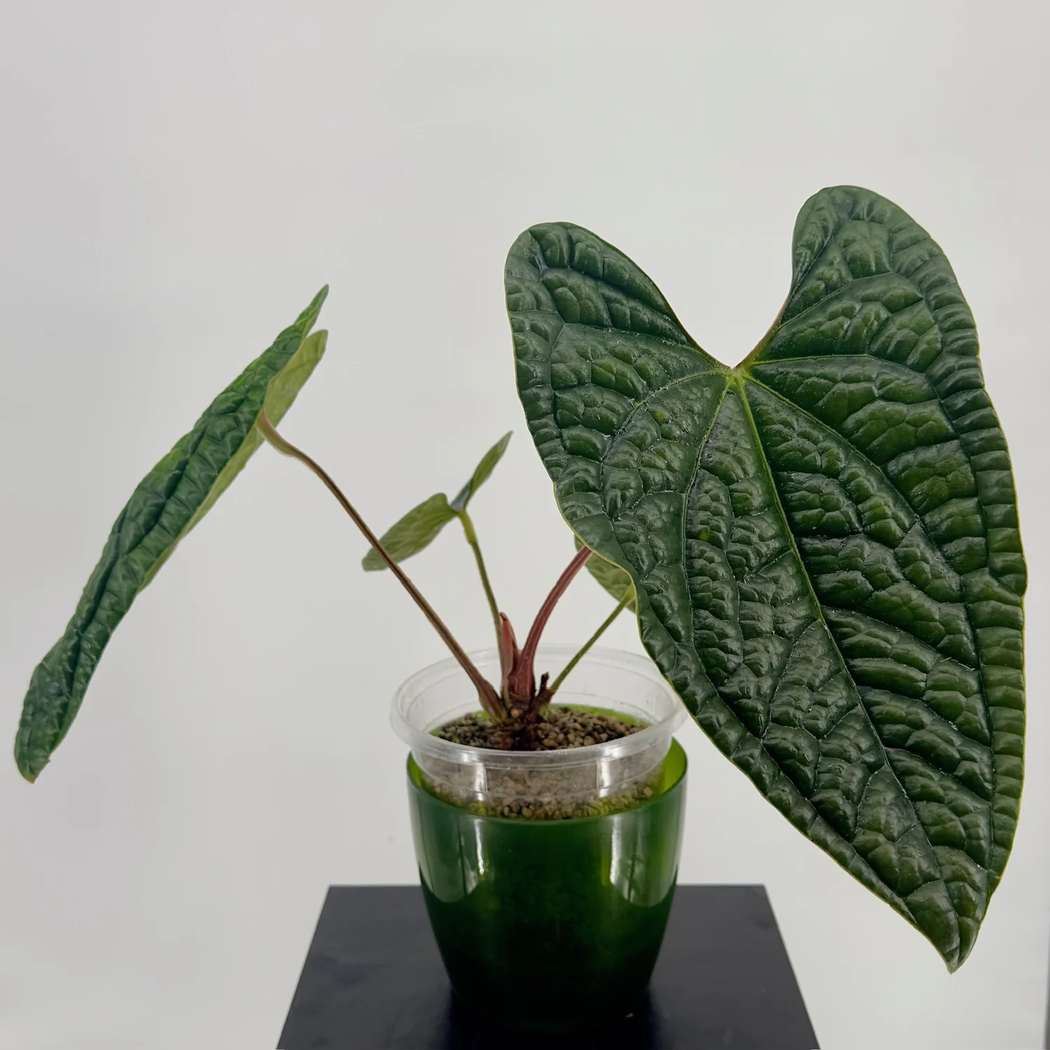 その他観葉植物 Anthurium cf. luxurians Anthurium luxurians (medium) — Ecuagenera Orquídeas del Ecuador