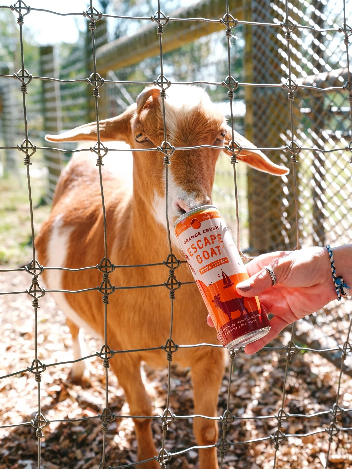 π¨THIS JUST INπ¨ Orange Crush just got officially approved by the council. ππ #EscapeGoat
