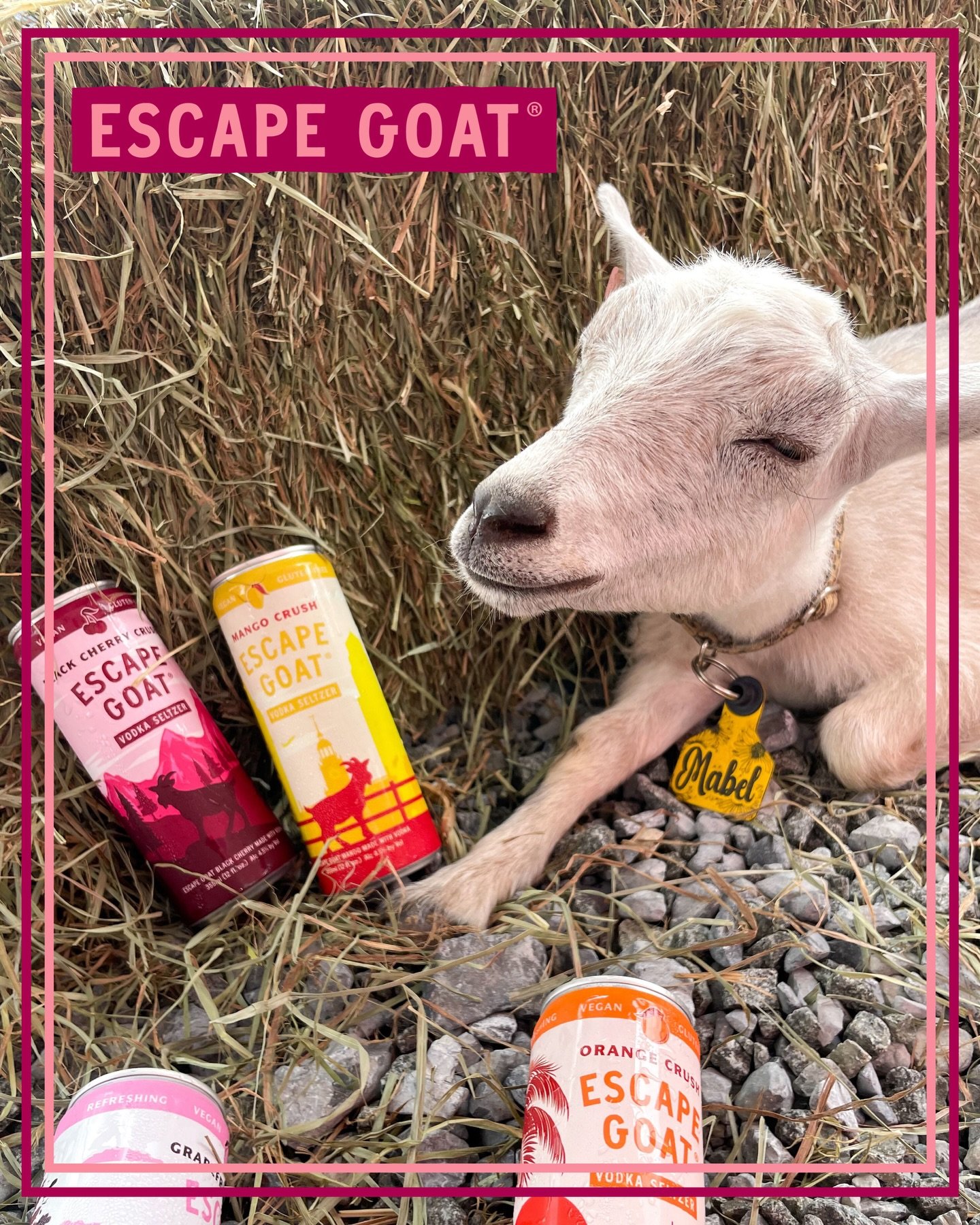 Mabel insists she&rsquo;s only here for the hay&hellip;but the Escape Goat crushes keep showing up. 🐐🥭🍊🍒