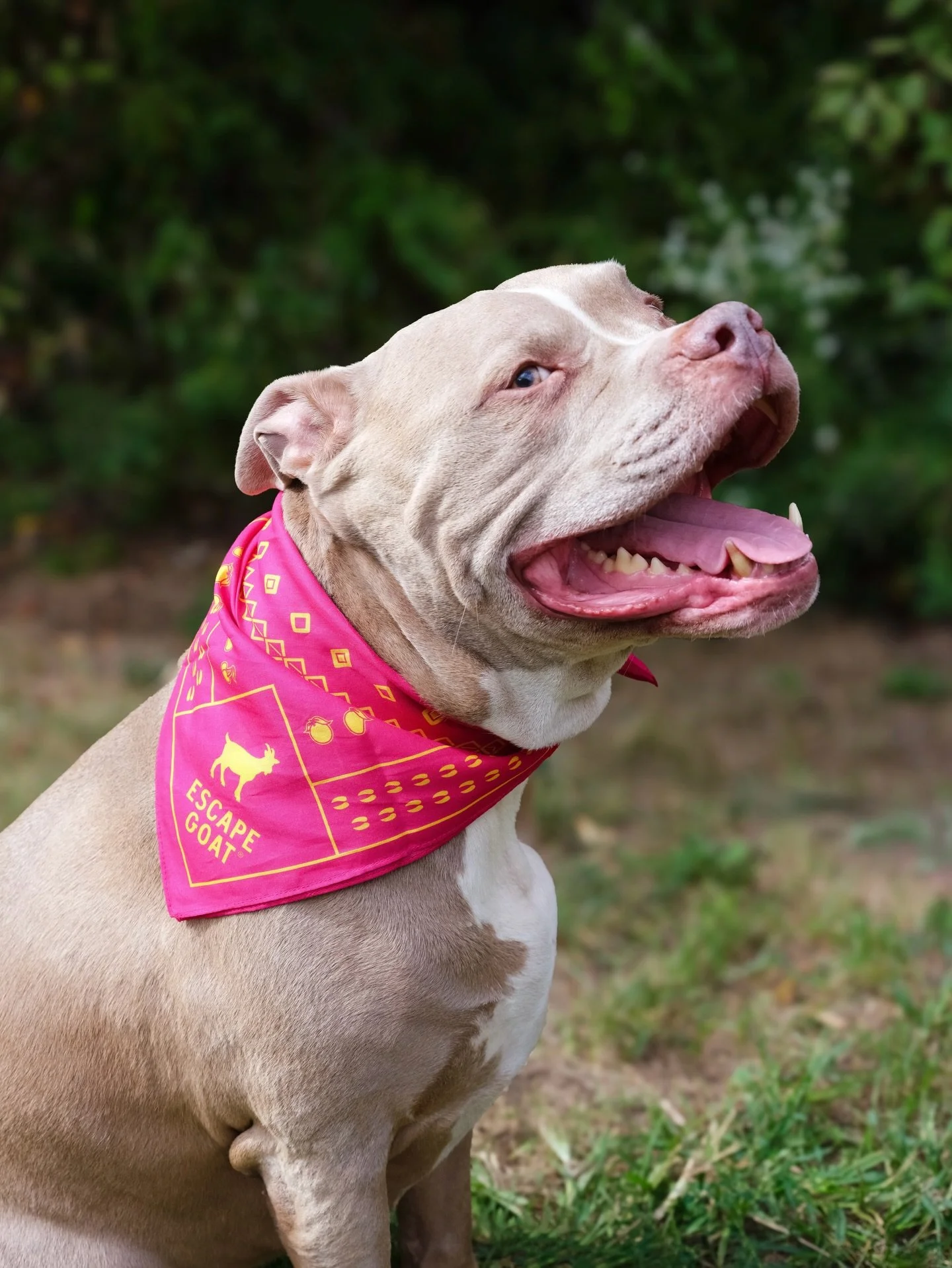 Friends of the Goat come in all shapes, sizes, and energy levels! #EscapeGoat