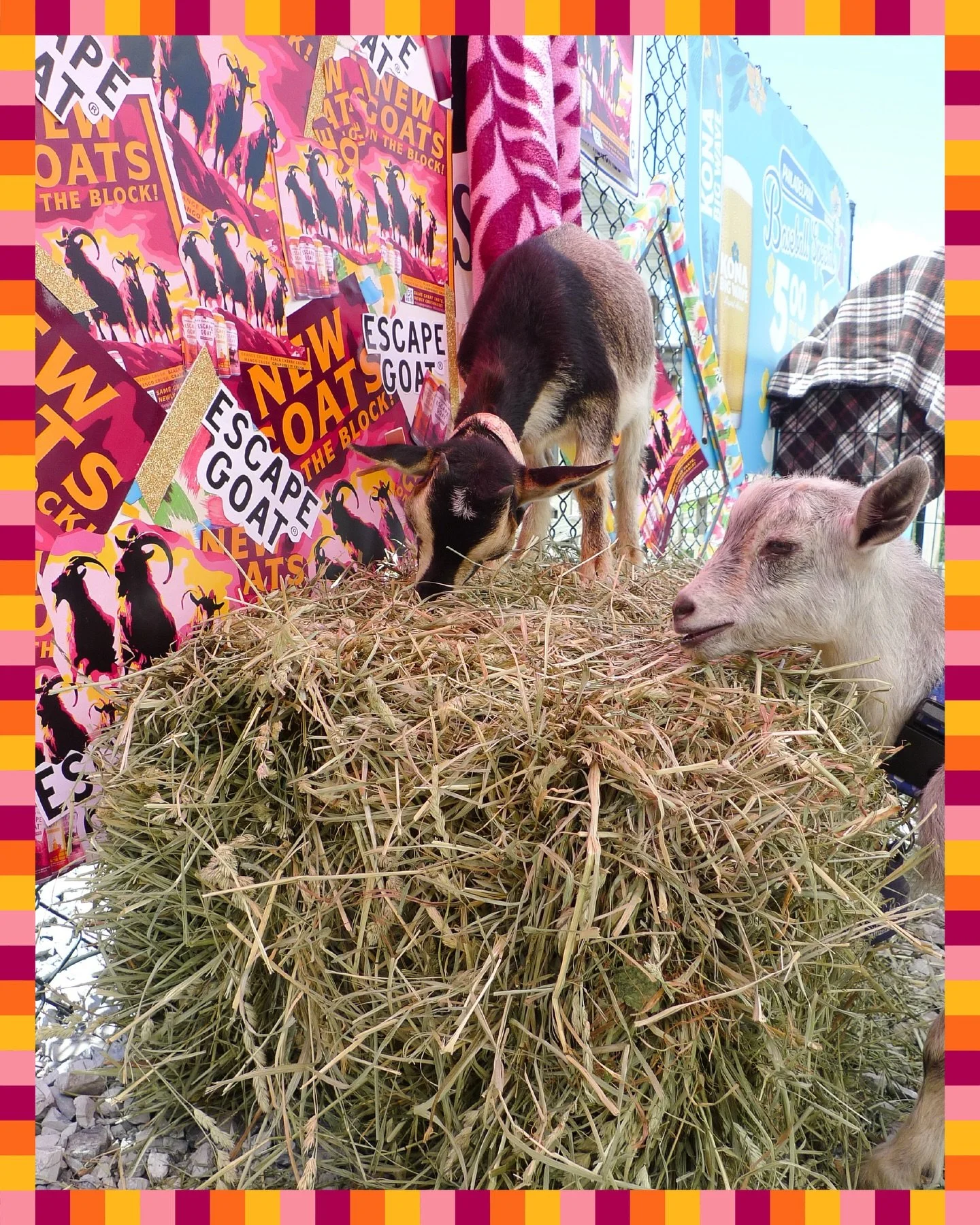 Came for the goats, stayed for the&hellip;also goats. 🐐