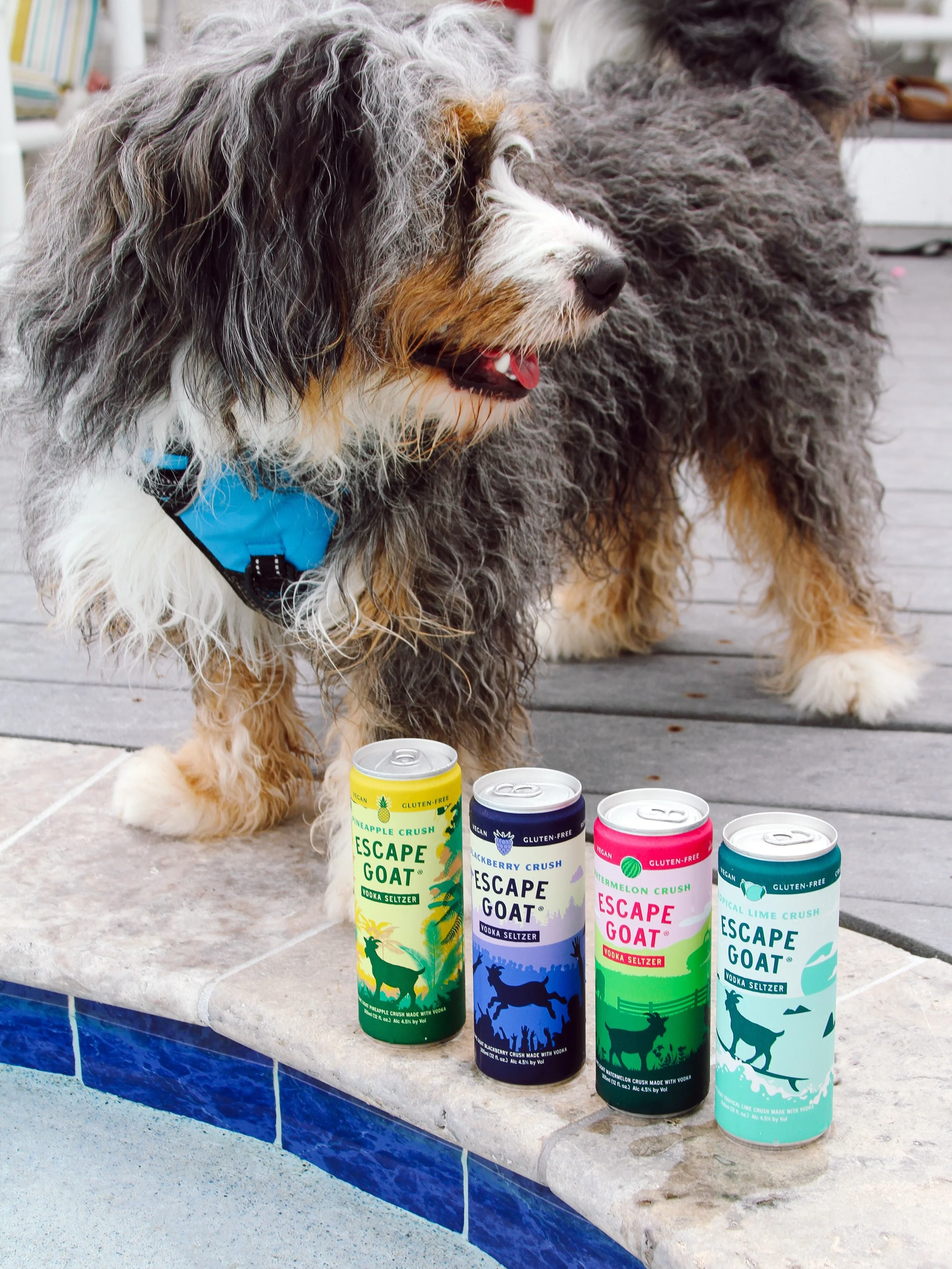 Somebody&rsquo;s gotta keep an eye on the pool. Good thing we&rsquo;ve got backup. 🐶
