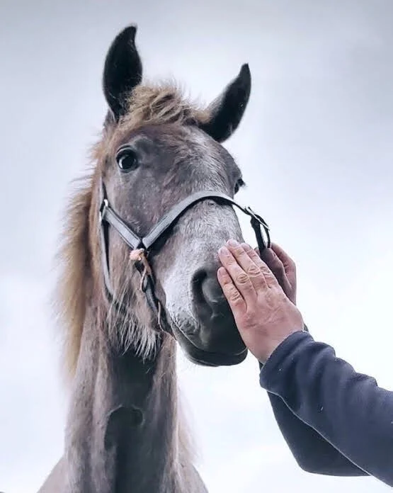 A person gently touching a gray horse's nose with their hand.