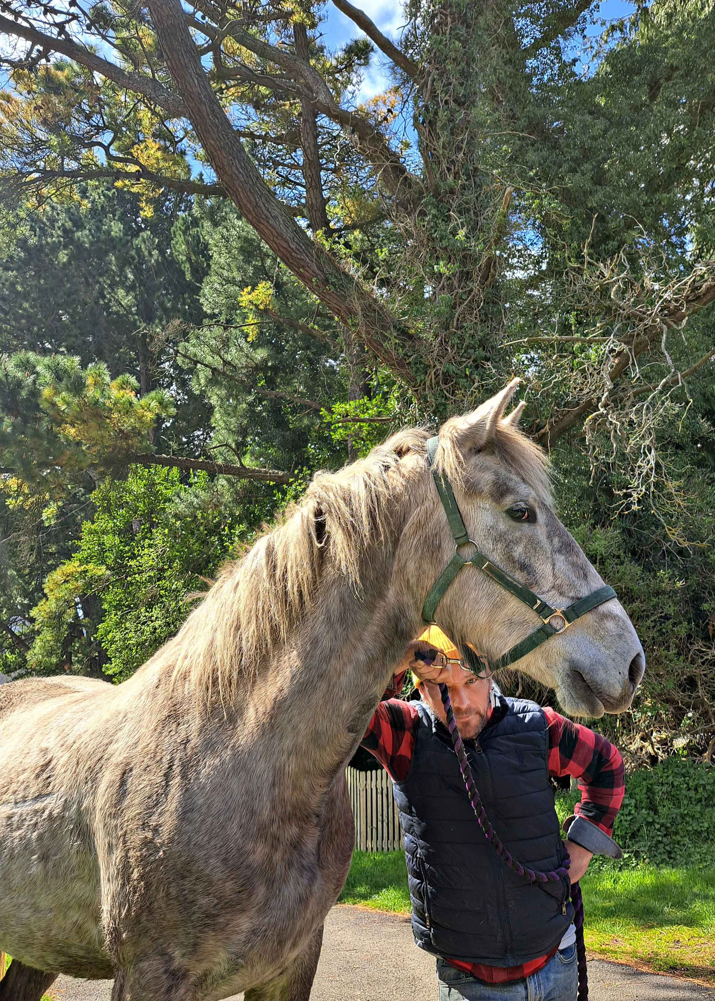 A man with a beard, wearing a black vest over a red plaid shirt, stands beside a light gray horse with a green halter in a lush outdoor setting with trees and blue sky. The man holds the horse's lead rope and looks at the horse.