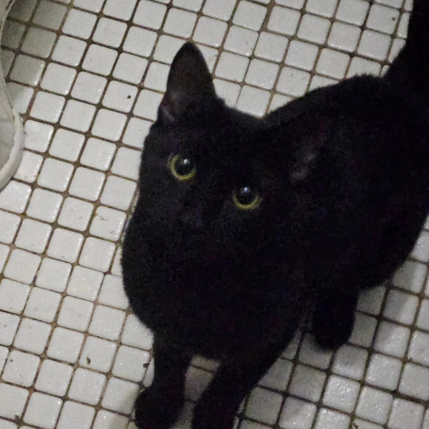 Meet Fawkes!

Fawkes was trial adopted from @nycacc Manhattan a few weeks ago and formally adopted yesterday.  He is the third cat I've adopted from their shelter.  I can't speak more highly of the experience as Patti made sure I found the right cat 