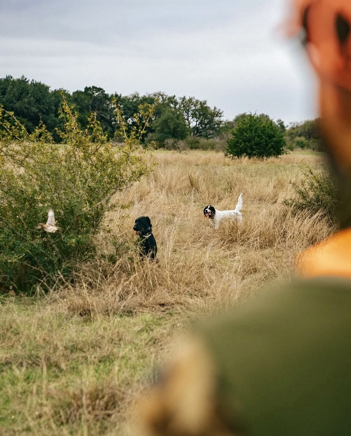 The Journey to Forever: An upland adventure