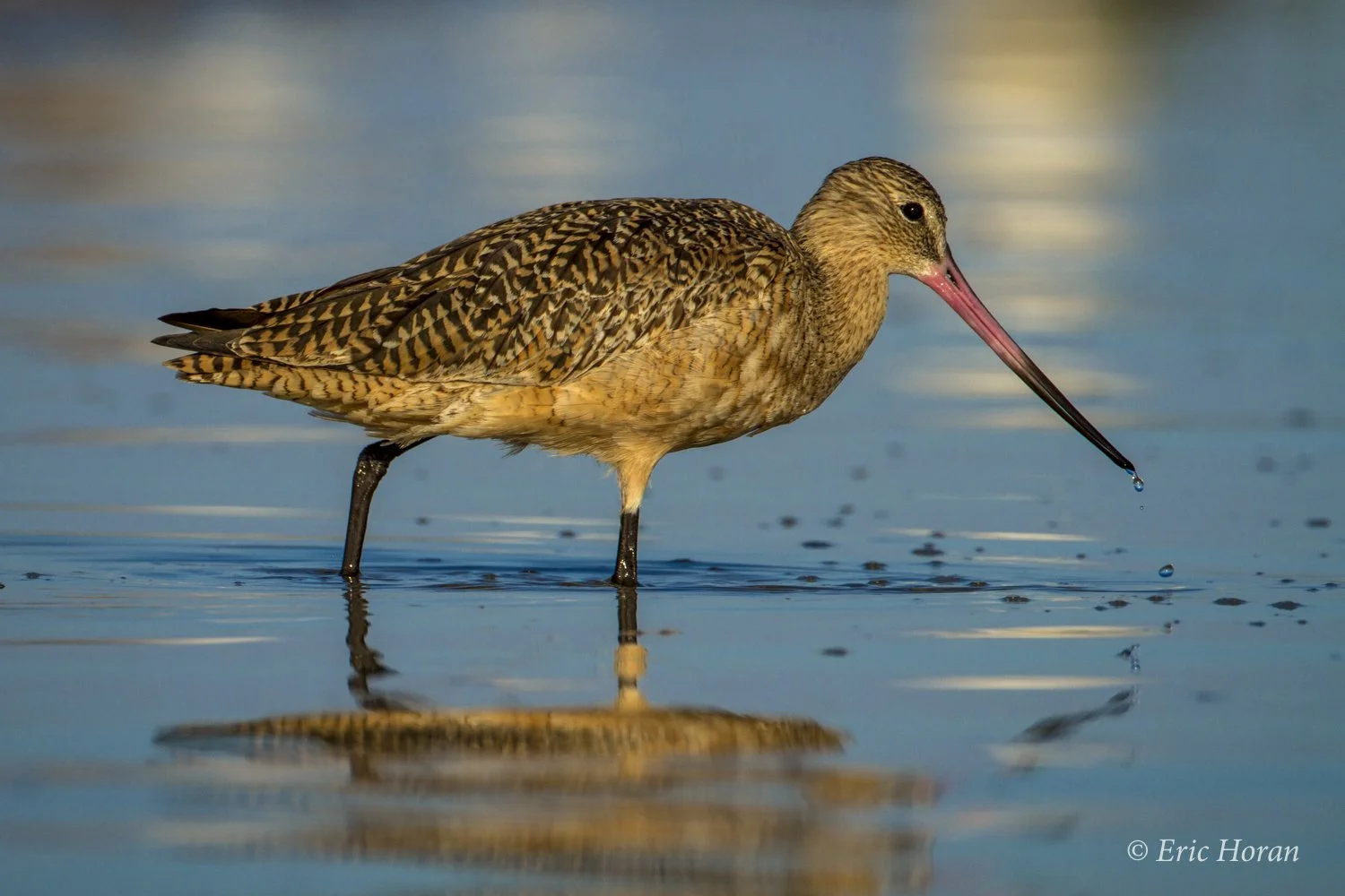 Ft Desoto State Park  / Tampa Bay Rookery / Wildlife tours by boat