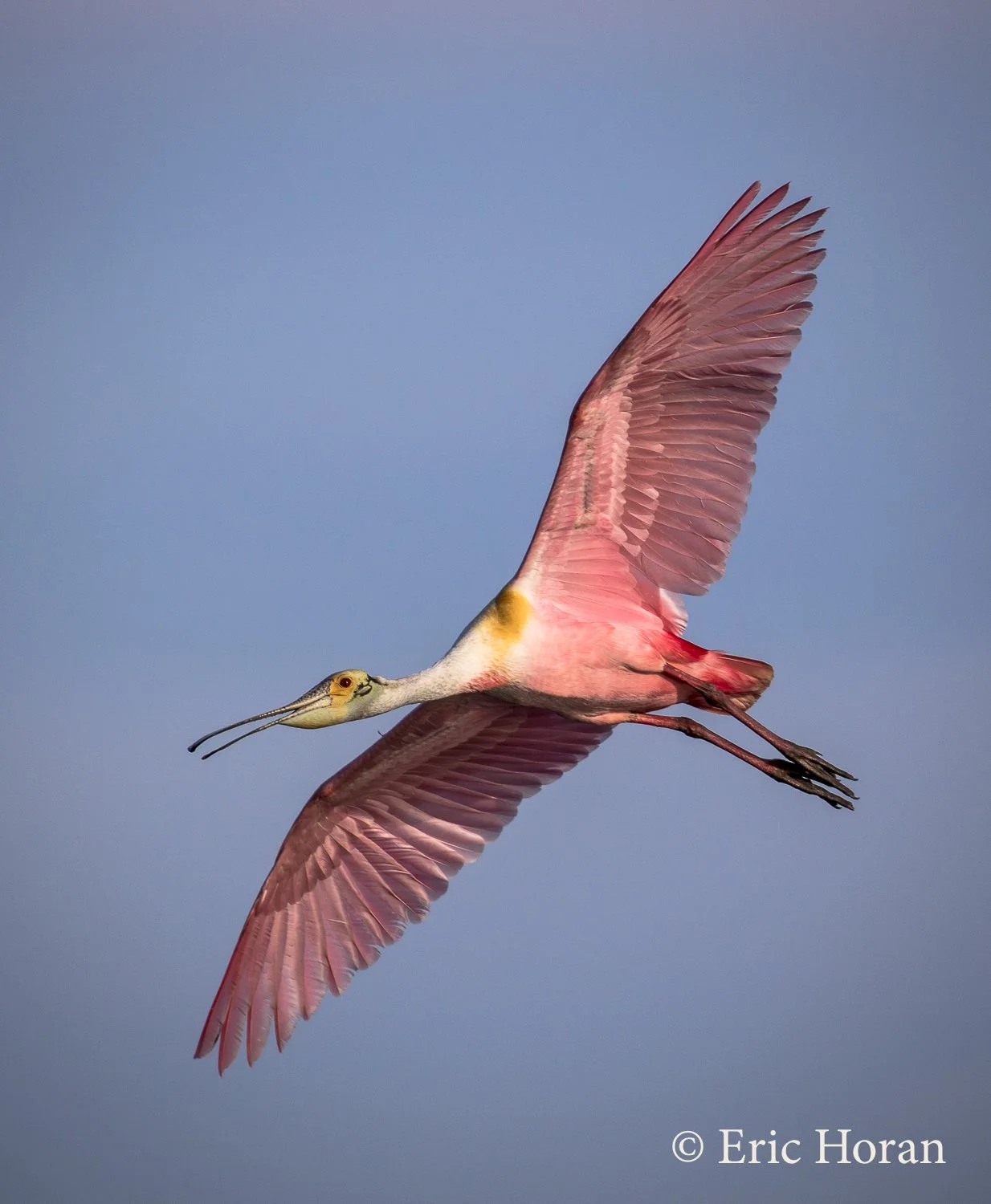 Winter Tours in Florida from Merrit to Tampa Bay