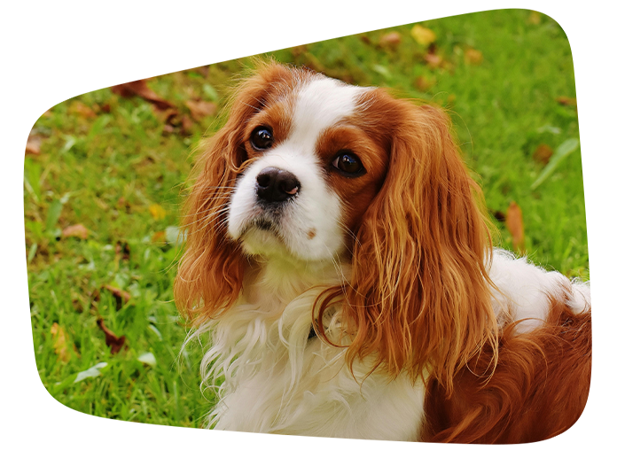 adult dog board and train