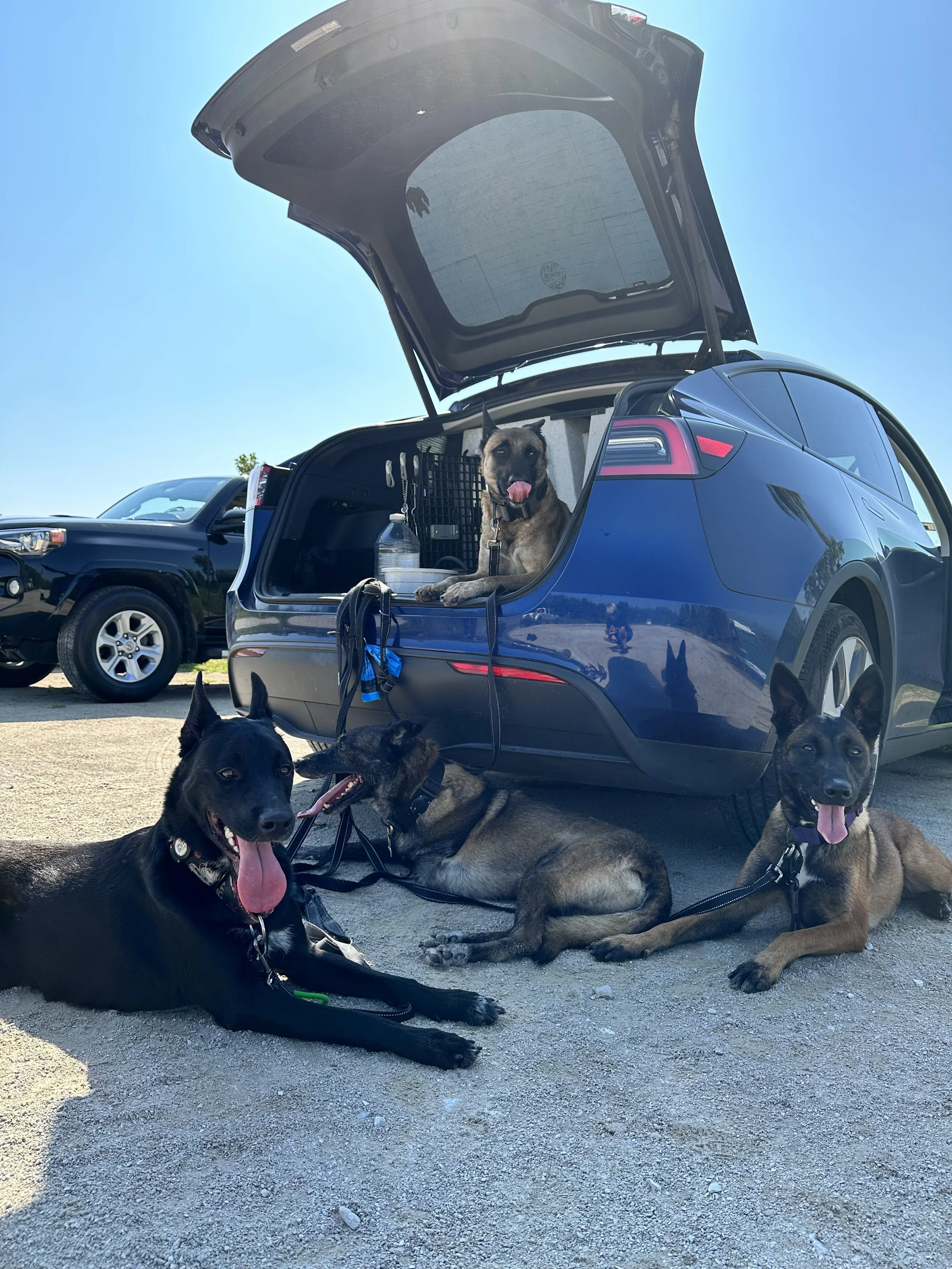 From Living Room to Real World: Teaching Your Dog to Listen Everywhere