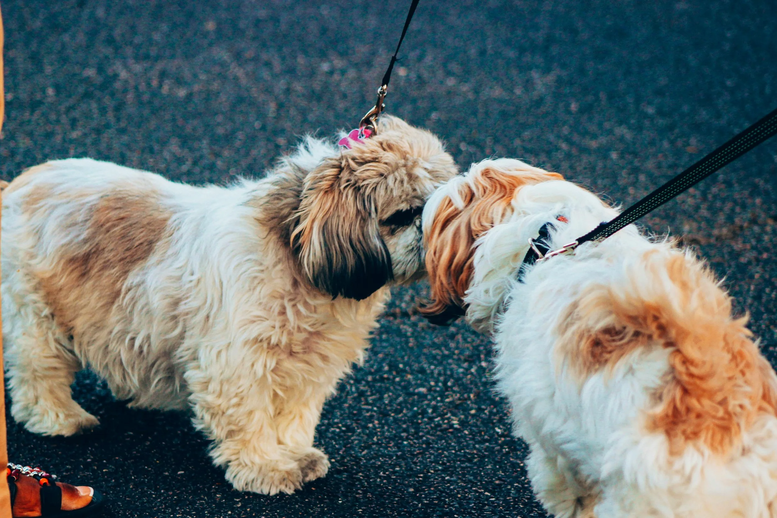The Frustrated Greeter: Understanding Your Overly Social Dog