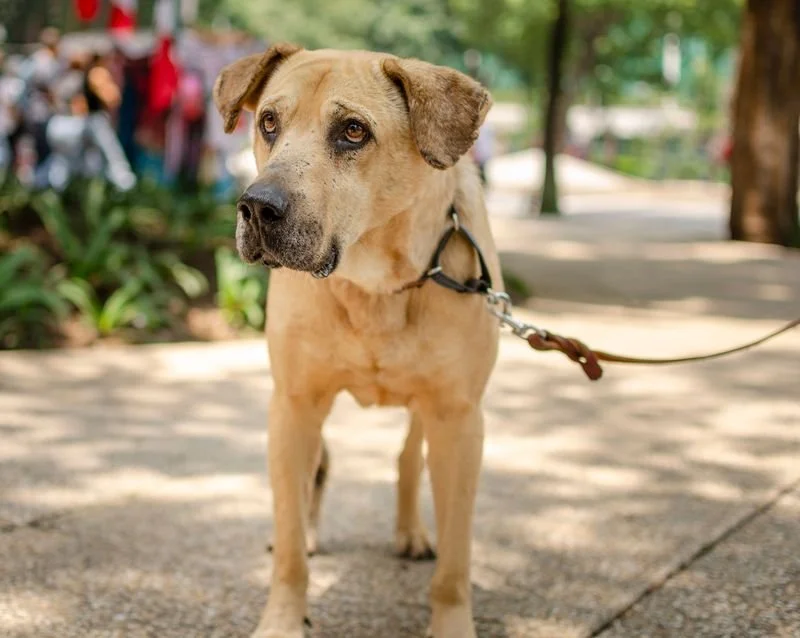 Best Dog Leash for Training: How to Choose the Right Leash for Every Situation