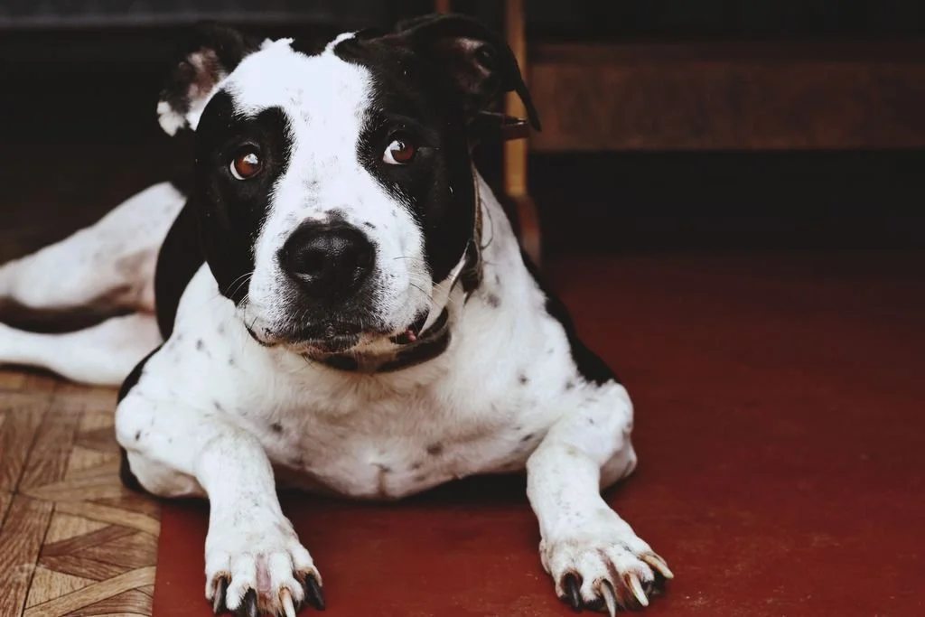 Your Dog Knows Sit. So Why Don’t They Listen?