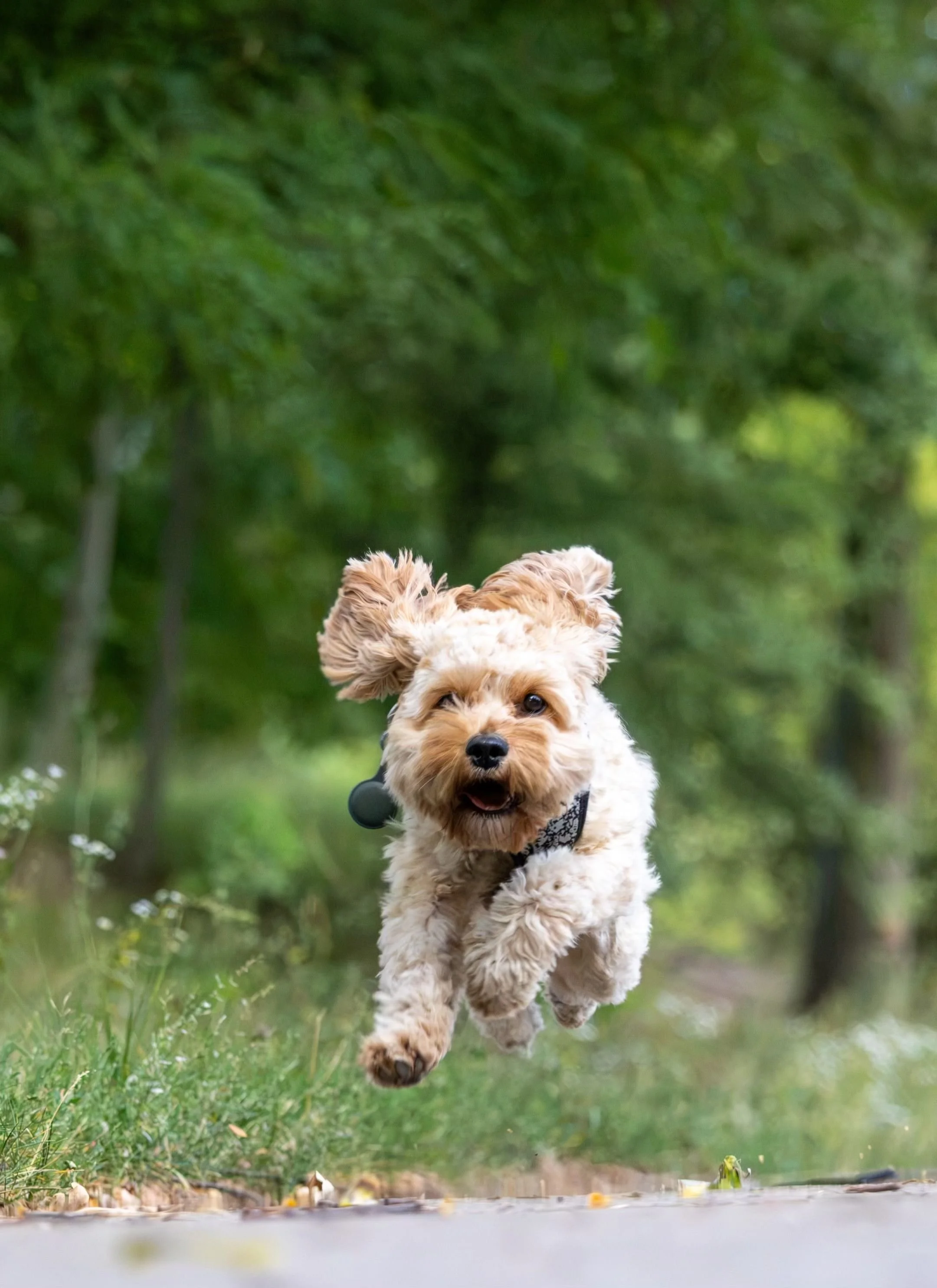 Why Exercise Might Be Making Your Dog More Hyper