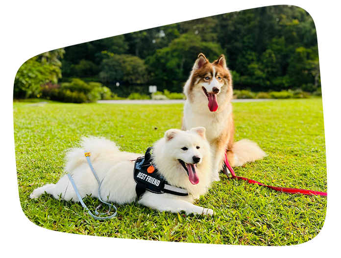 adolescent dog group training