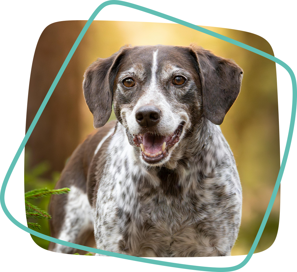 Support for senior dogs