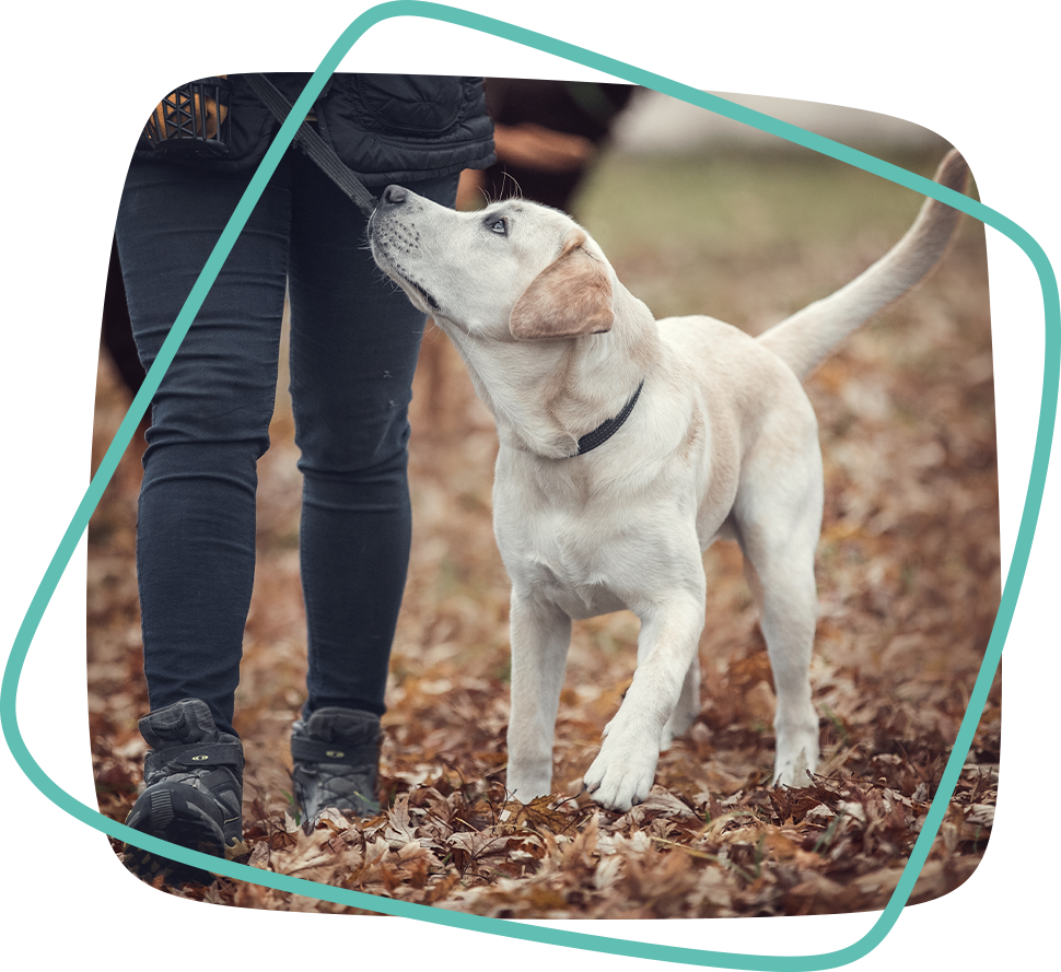 Dog training classes