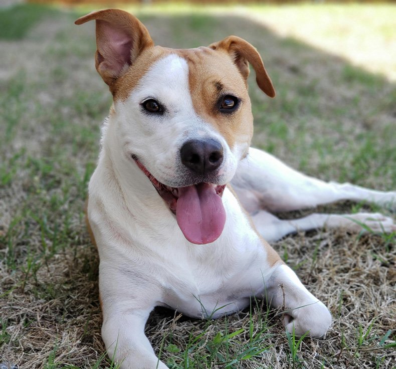 puppy program pricing