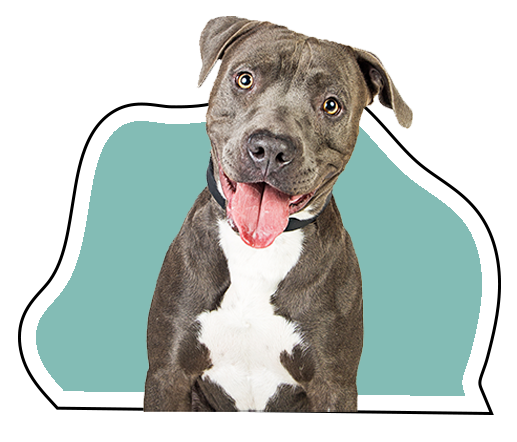 adult dog training in chicago