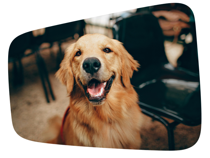 adult dog day school